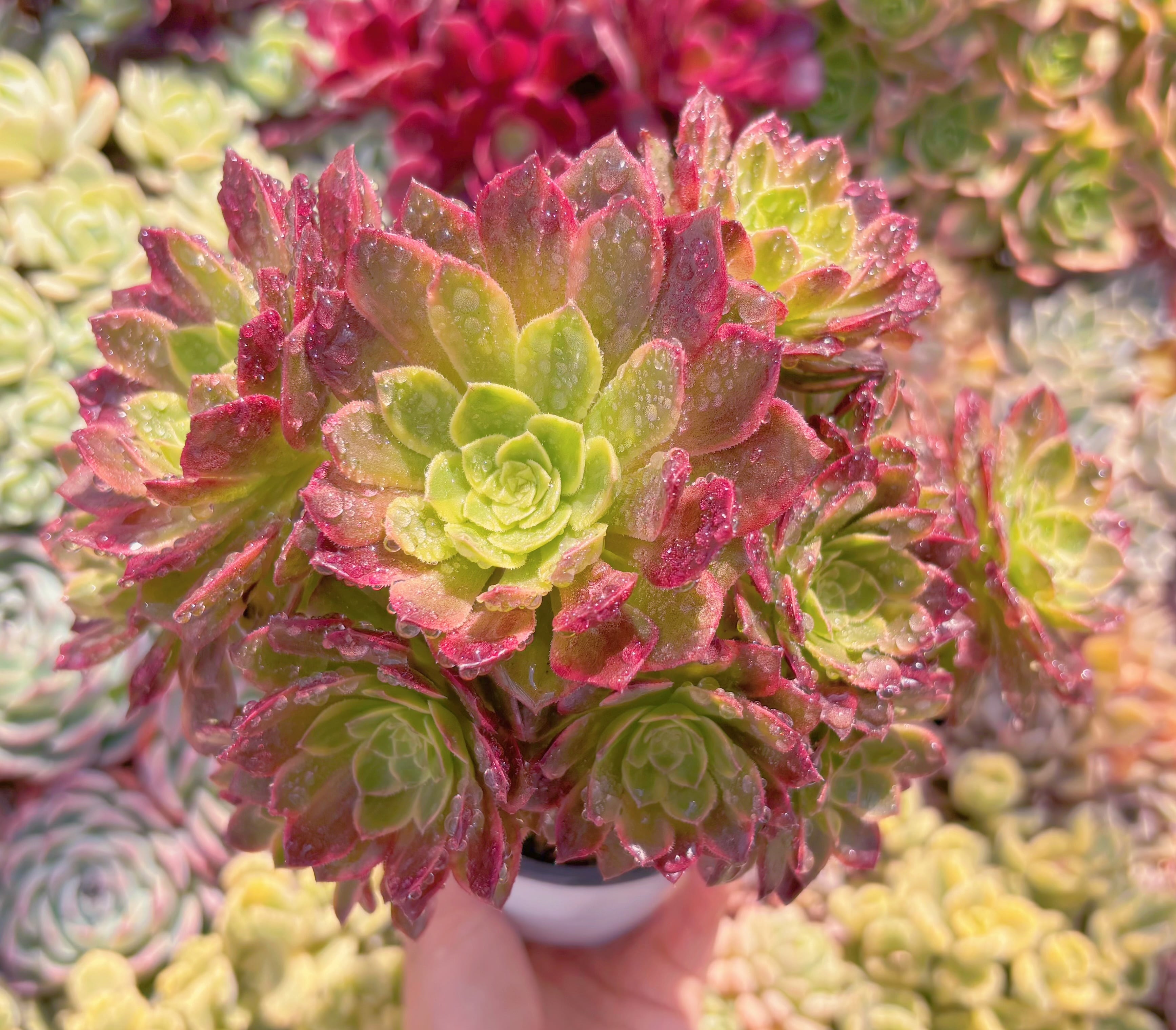 現品　フェスティバル錦#B75　大群生　るる農園