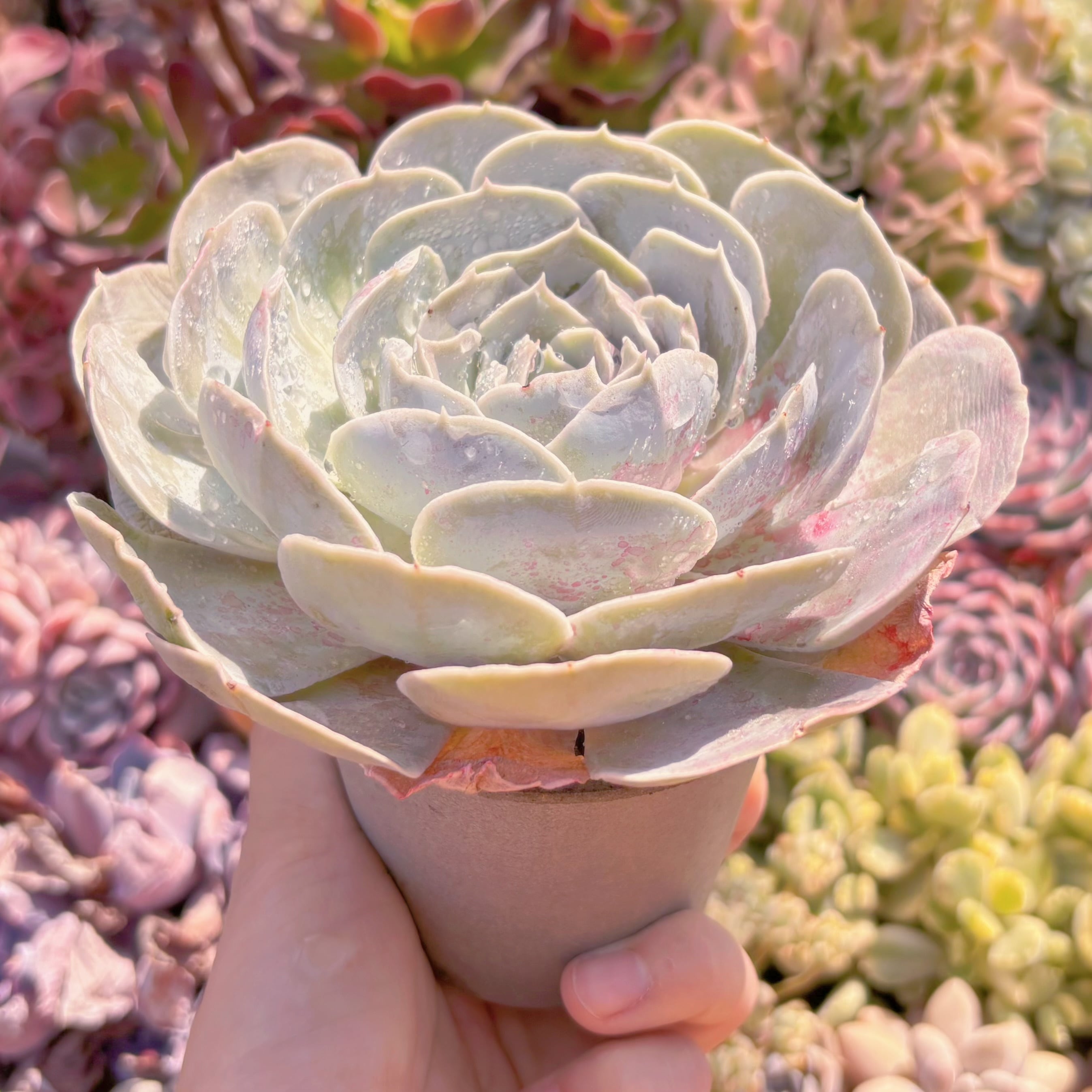 多肉植物 ルンヨニー サンカルロス 大苗 新入荷 るる農園 | るる農園