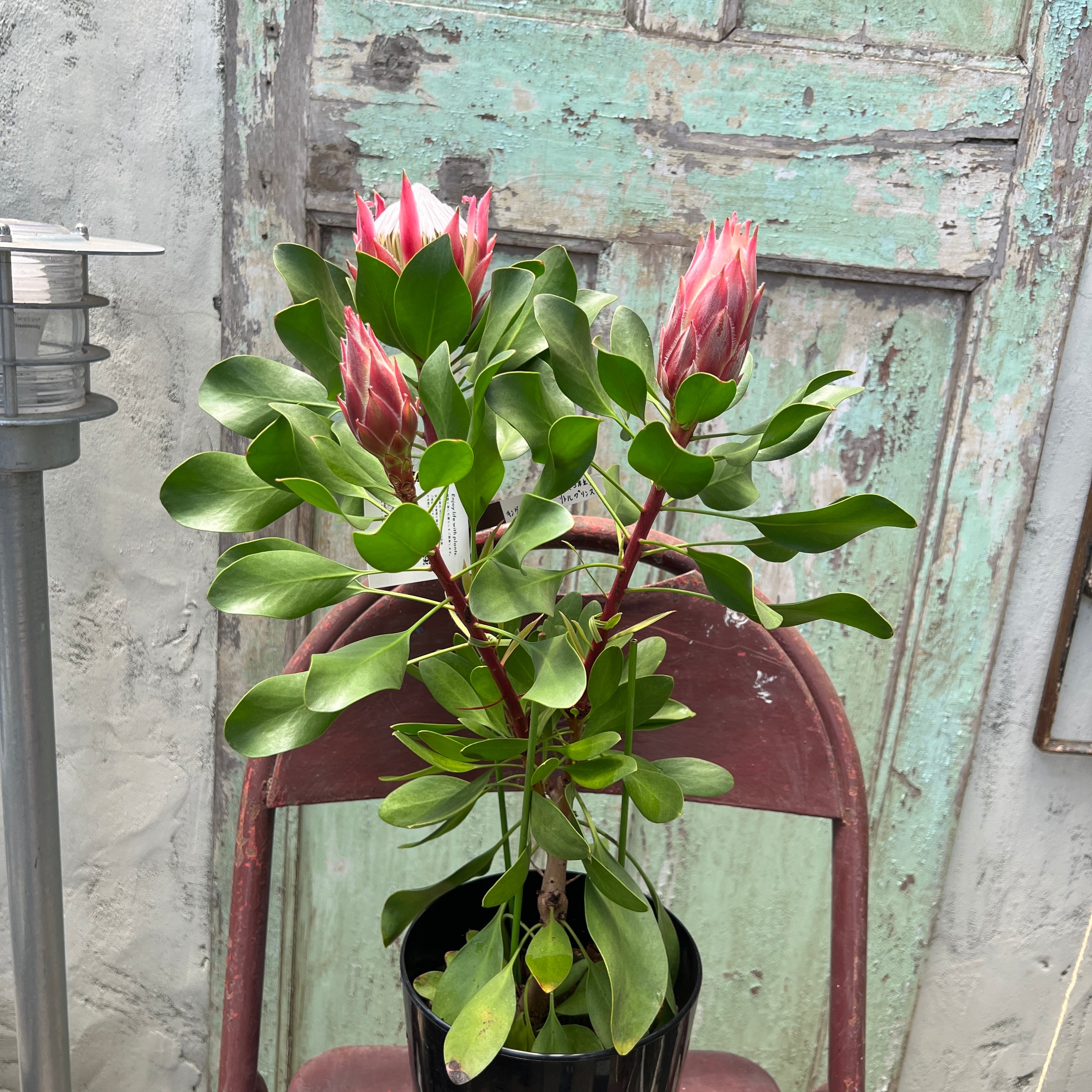 フィリカ プベッセンス オージープランツ プロテア バンクシア