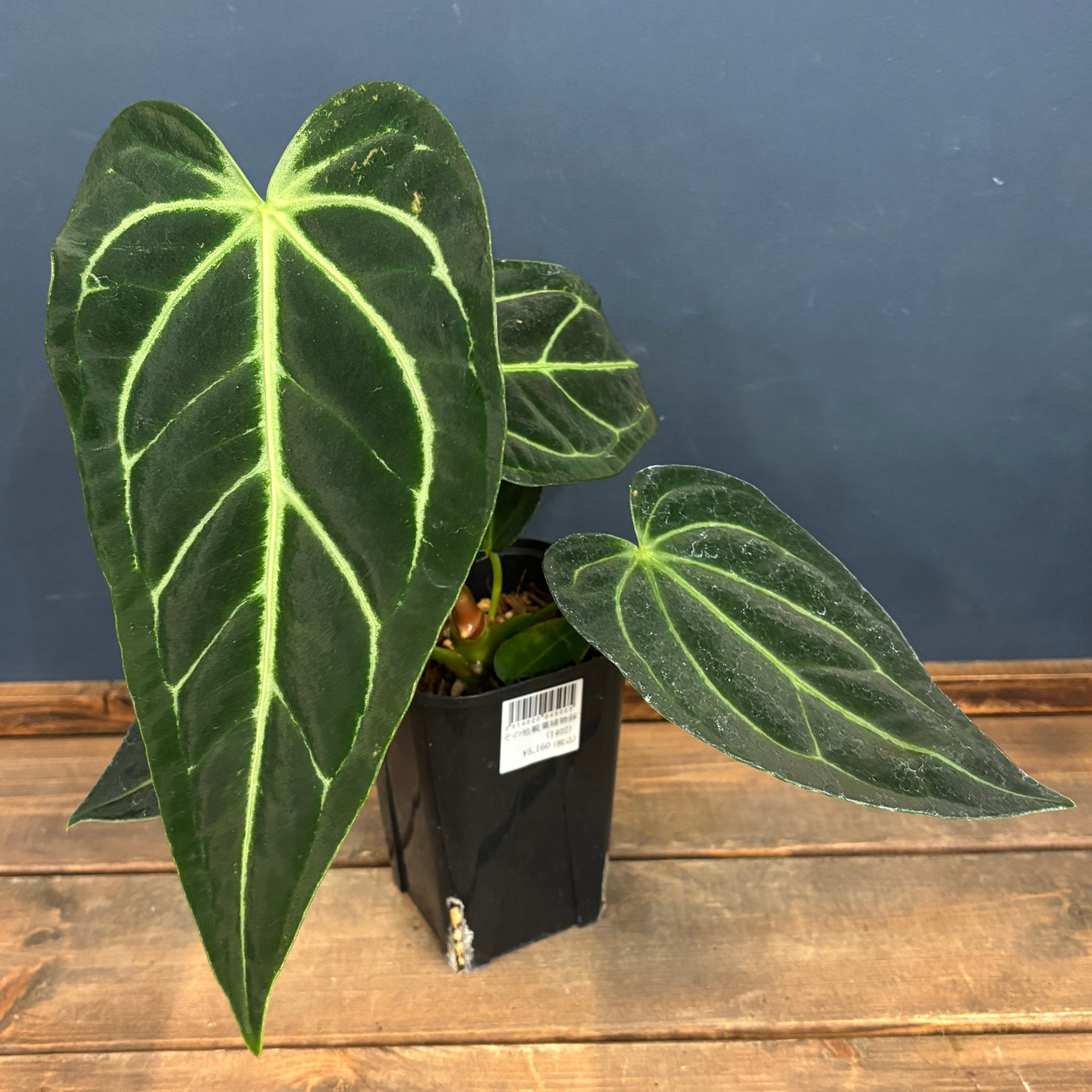 さち様専用】アンスリウム ワロクアーナムとレガレ 【公式通販】