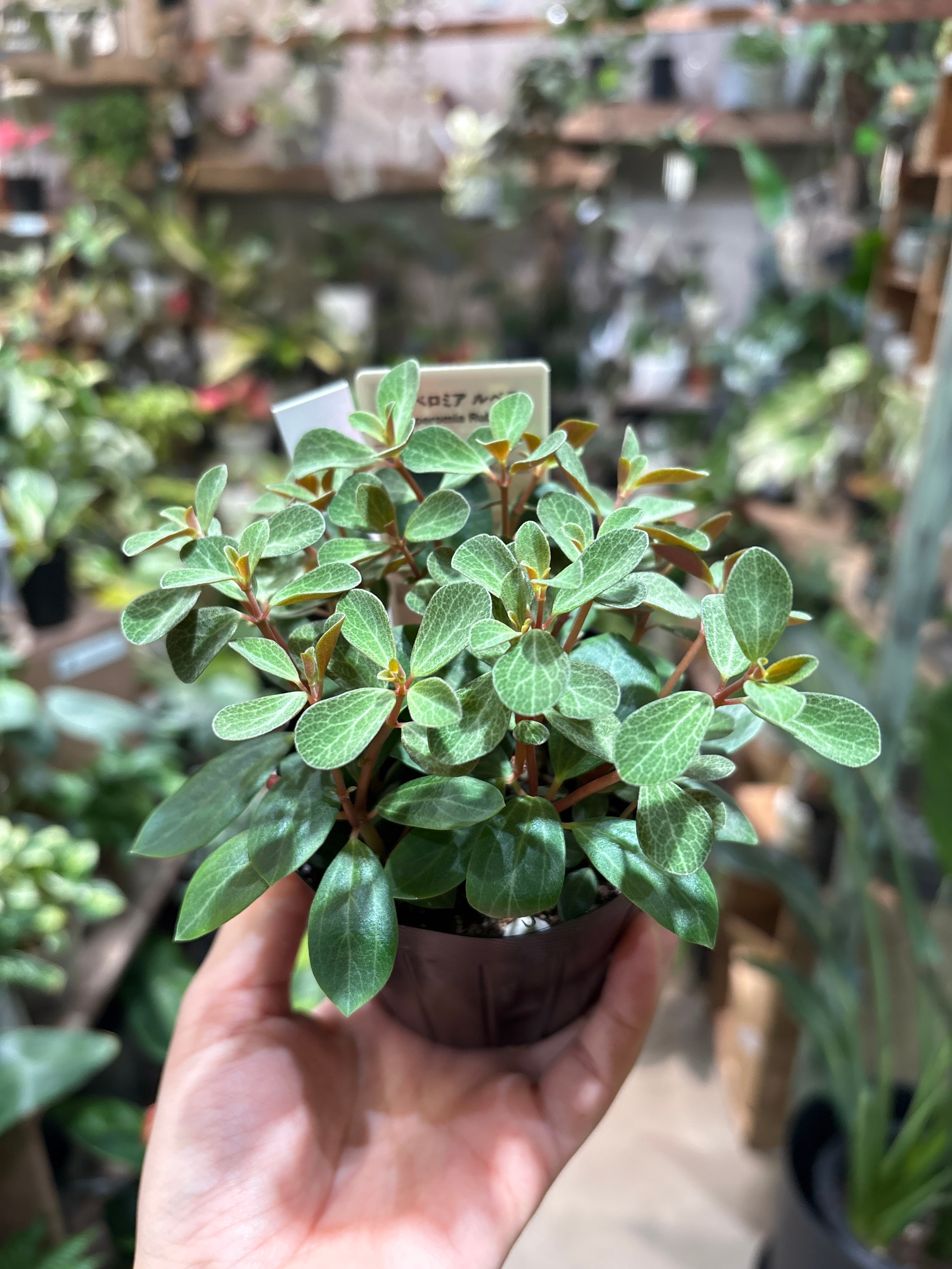 MIDORIYA 観葉植物専門店