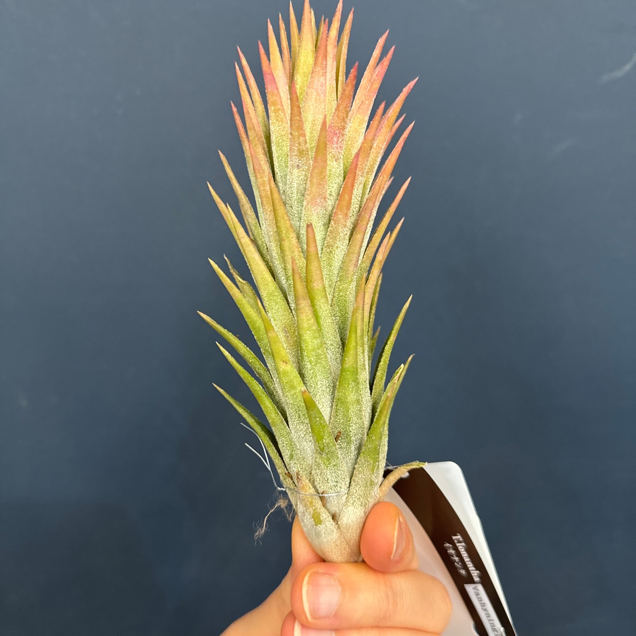 チランジア イオナンタ バンハイニンギー【671】