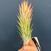 チランジア イオナンタ バンハイニンギー【671】