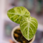Alocasia Ninja Tricolor│アロカシア ニンジャ トリカラー③│観葉植物