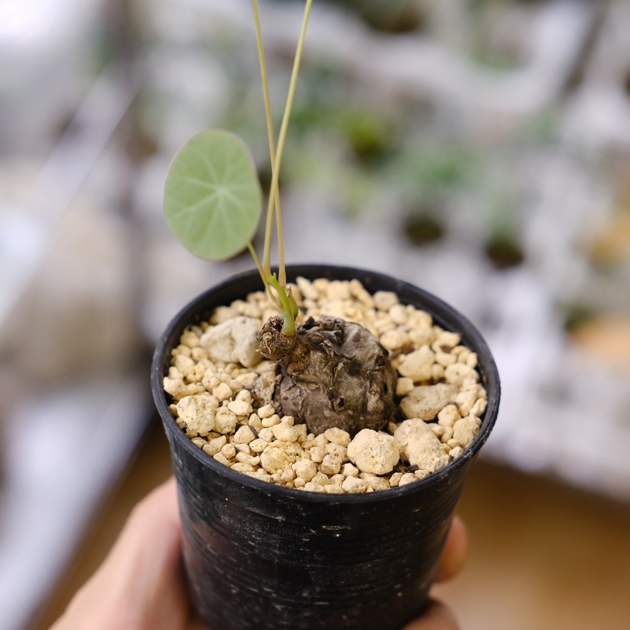 Stephania kaweesakii / ステファニア カウィーサキー㉔/ 観葉植物