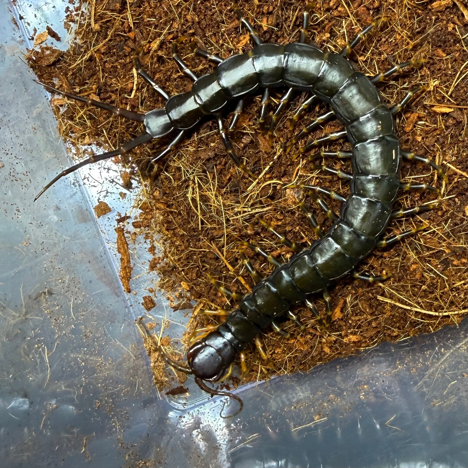 ムカデ | 昆虫ショップ BUG FOREST 【カブト、クワガタ、ダンゴムシ