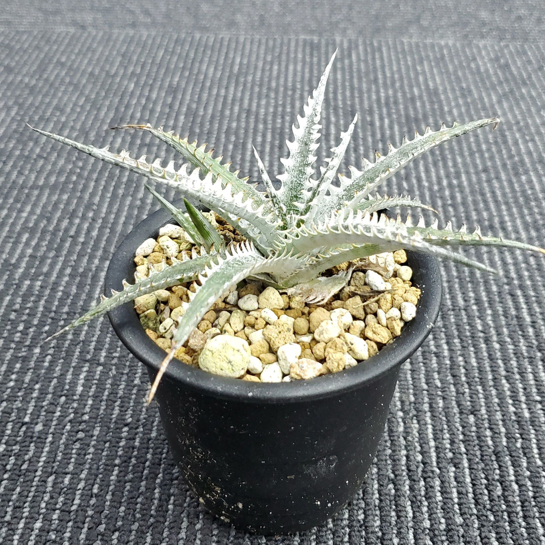 a0460_Dyckia 'Blizzard'：ディッキア・ブリザード（子株） | Plants