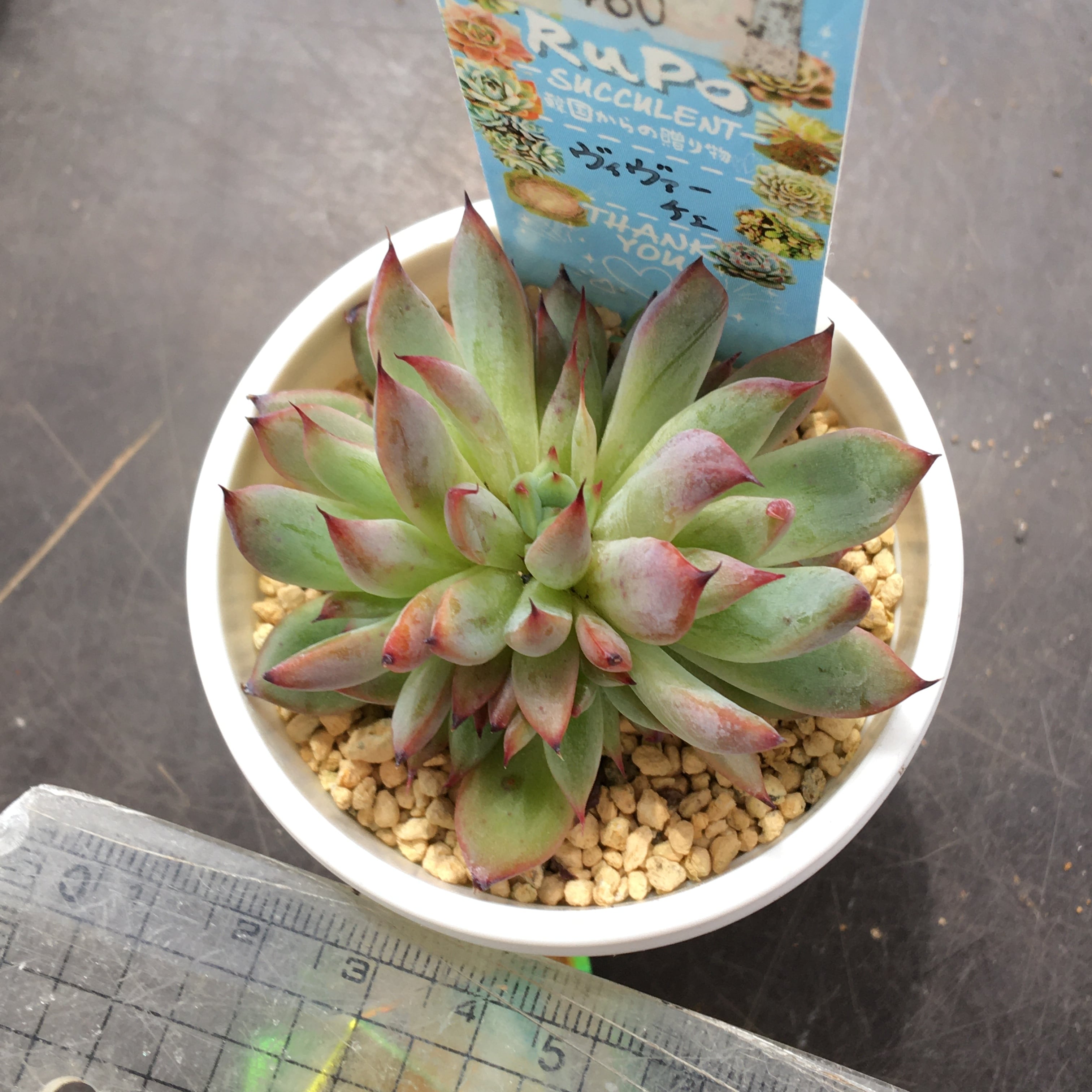 ヴィヴァーチェ 韓国苗 | RuPo 多肉植物専門店