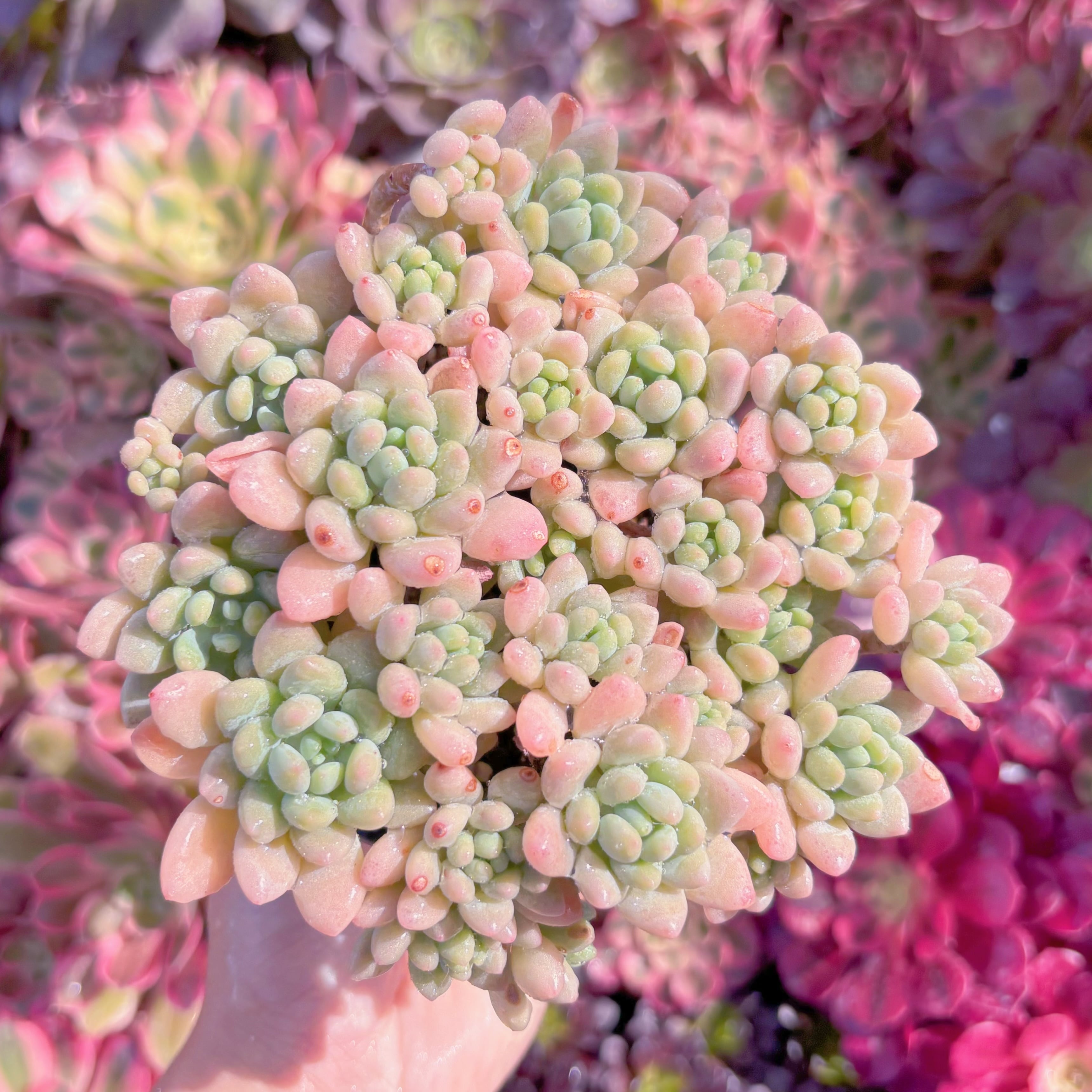 現品　キャビア#M211　大群生　るる農園