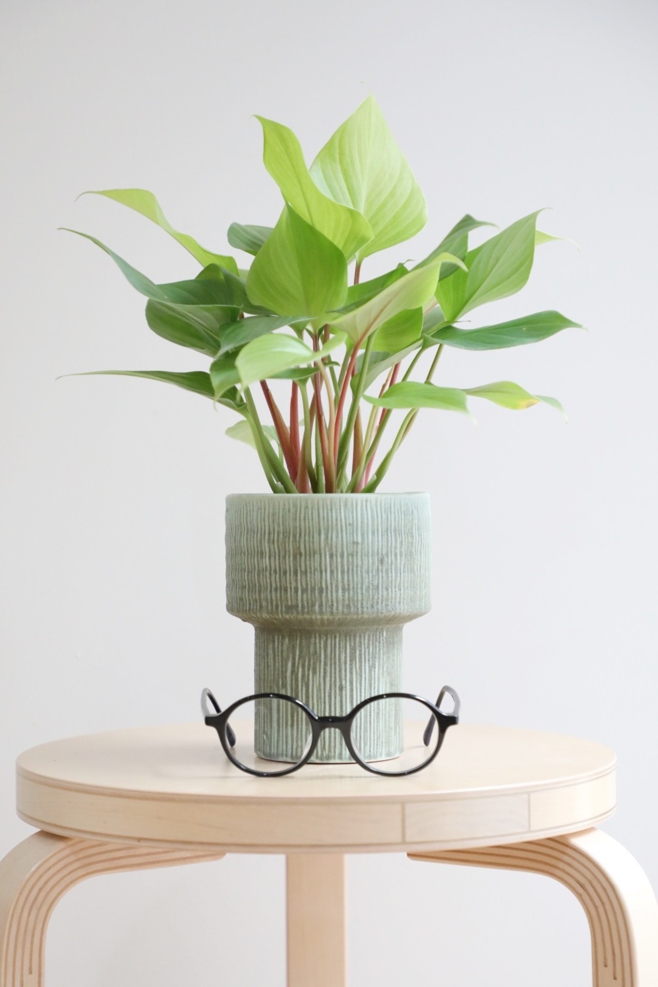 【S】ホマロメナ レモンライム/Homalomena Lemon Lime