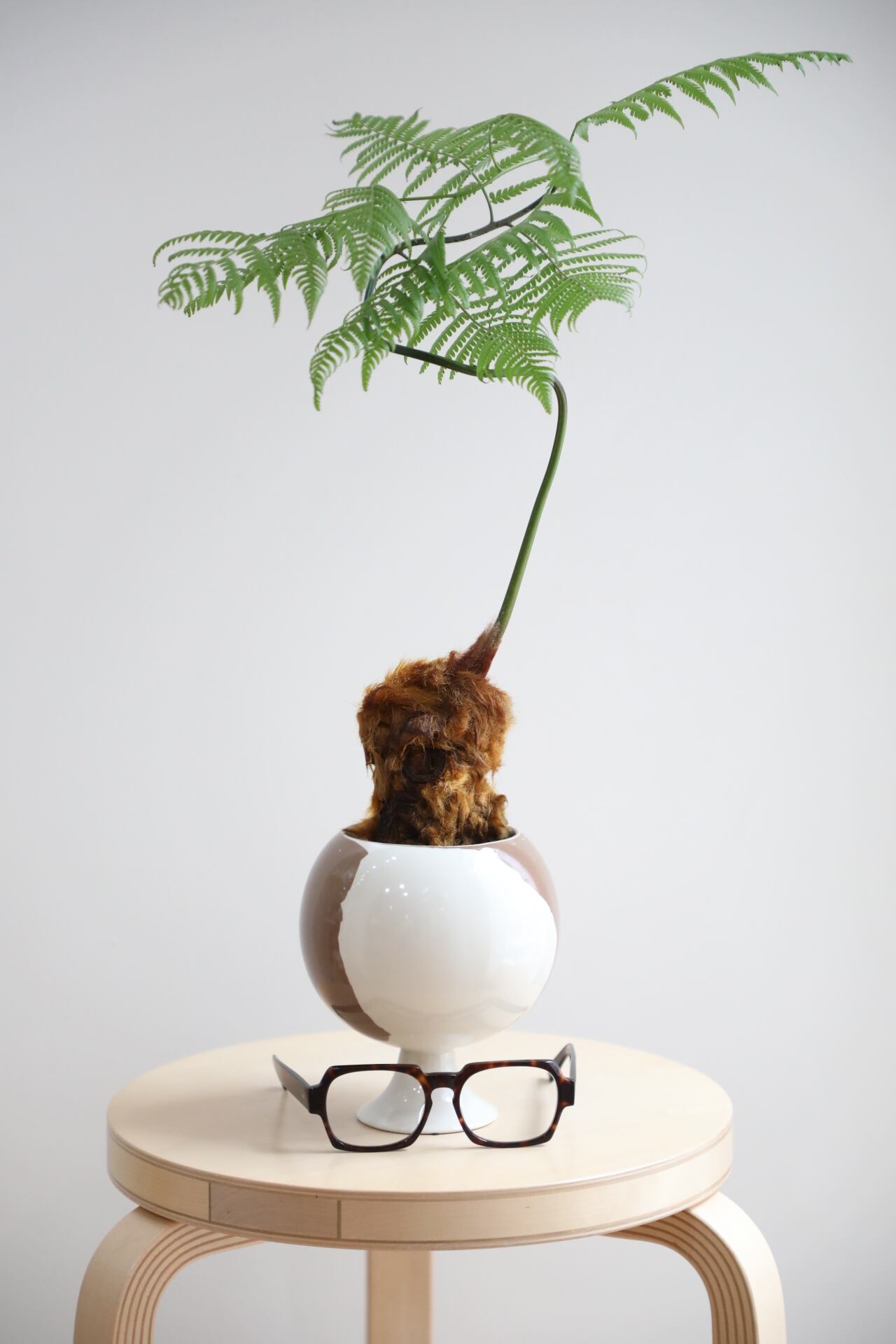 M】金毛狗-キンモウコウ-/Golden chicken fern | 【厳選植物・器