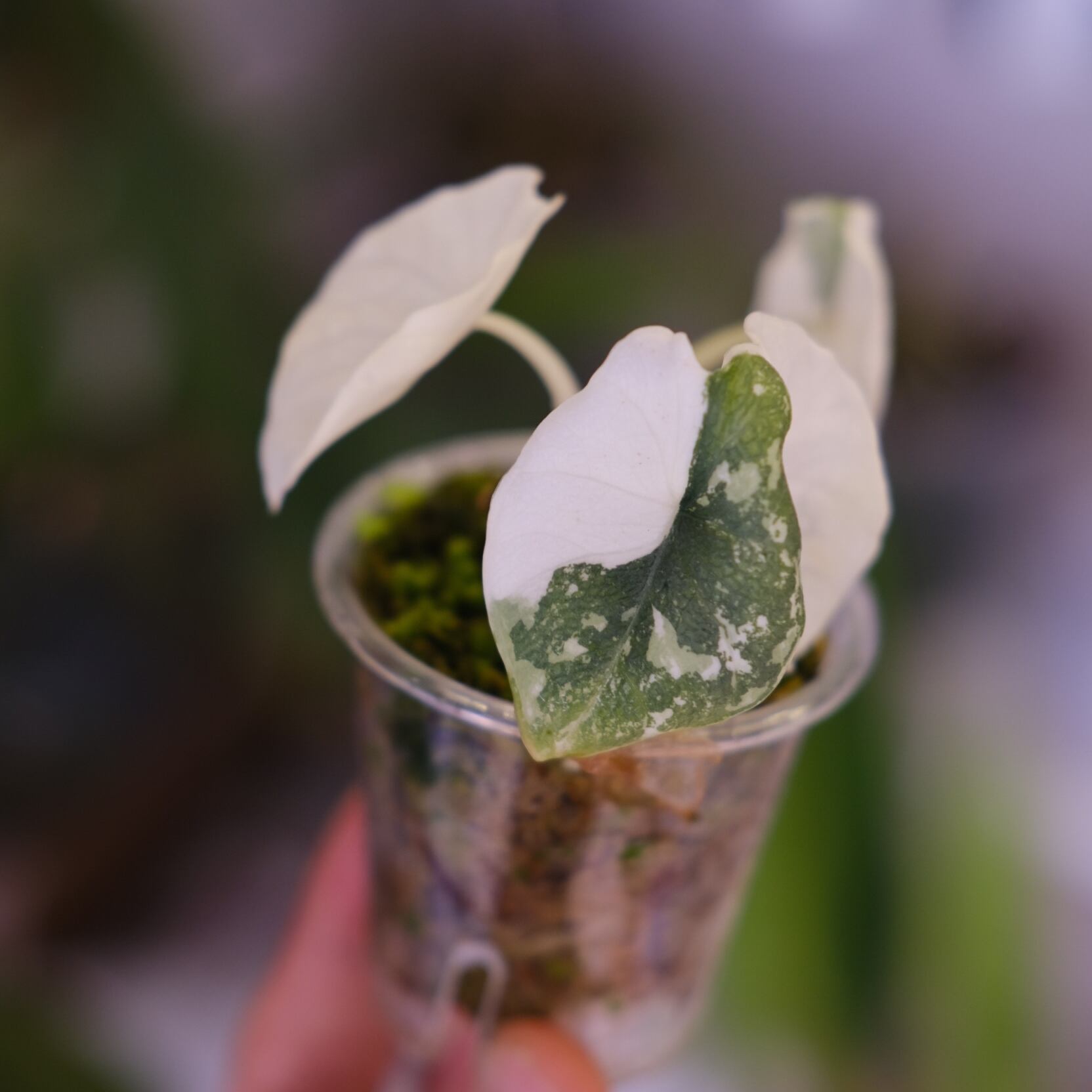 アロカシア メロ アルボ│Alocasia melo 'Albo' Var.⑤│観葉植物