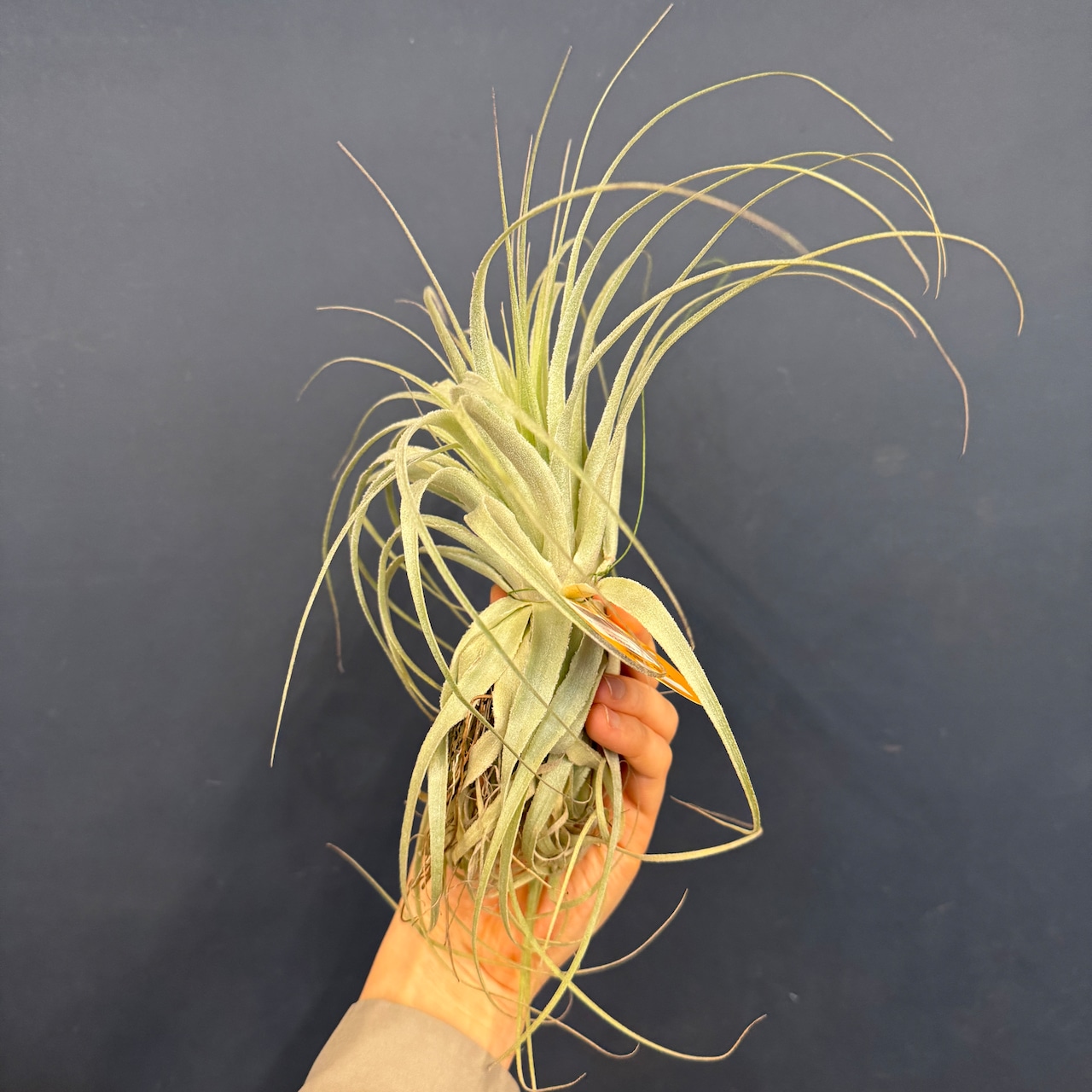 チランジア ガルドネリィ【194】