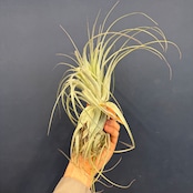 チランジア ガルドネリィ【194】