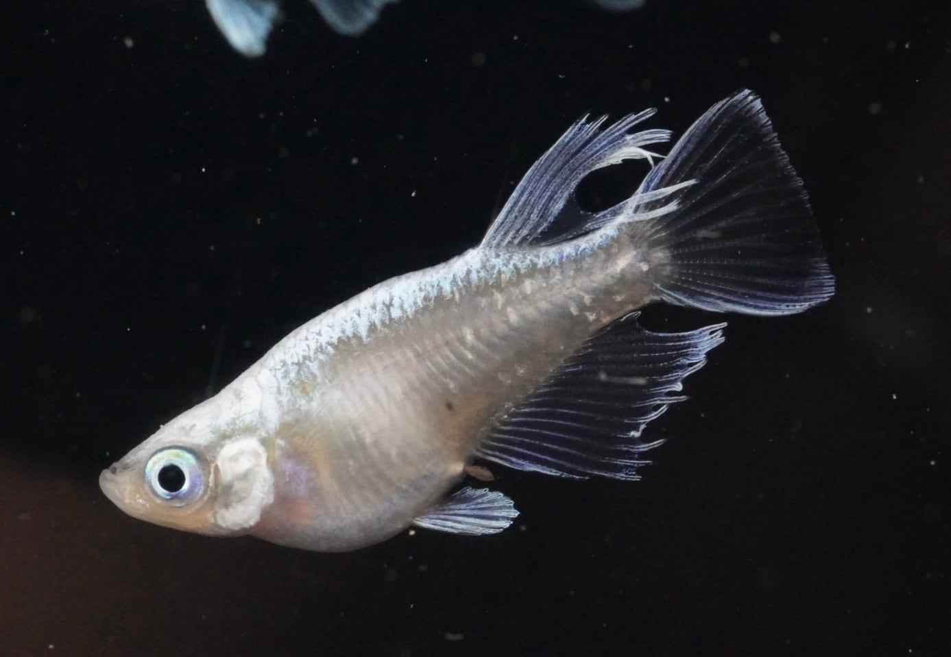 めだか | 西郷めだか