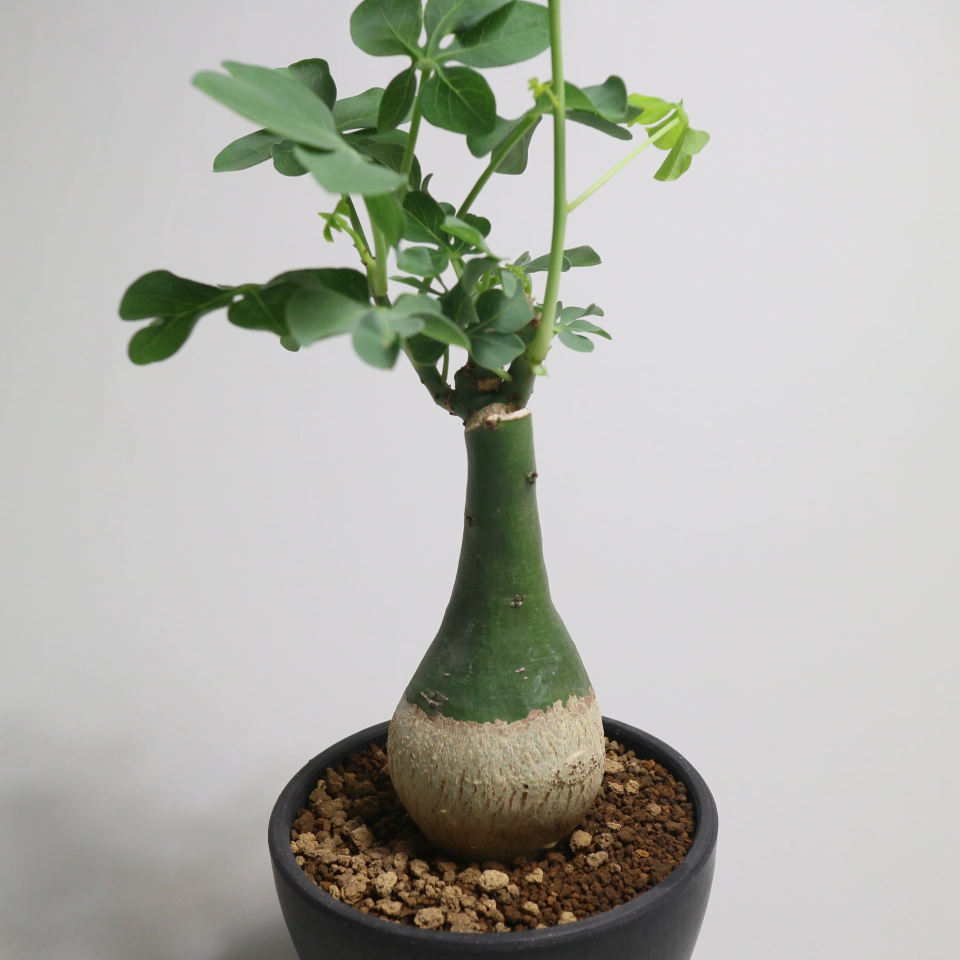 アデニア グラウカ Adenia glauca no.03 | 1989_plants