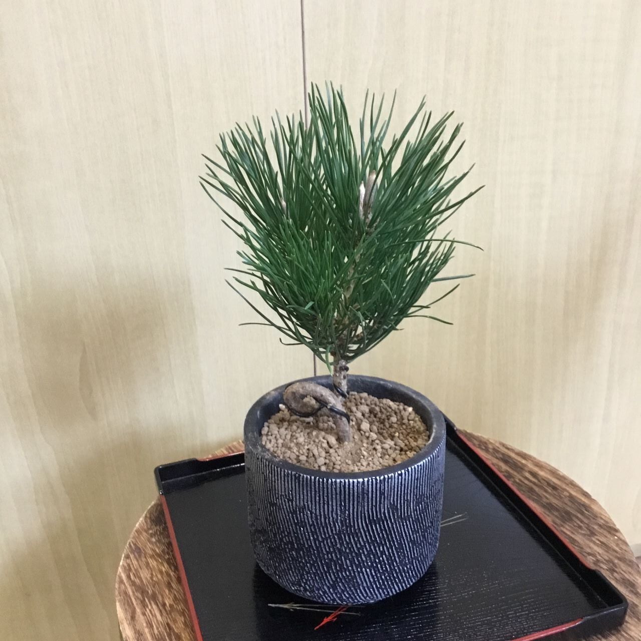 黒松ねじれ 盆栽風 3.5号 | 趣味の園芸と陶器山竹