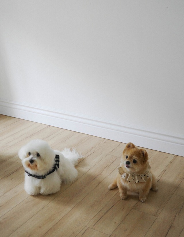 〈予約アイテム〉OHDIBS / capeness no.13 leash _ Cream Dot