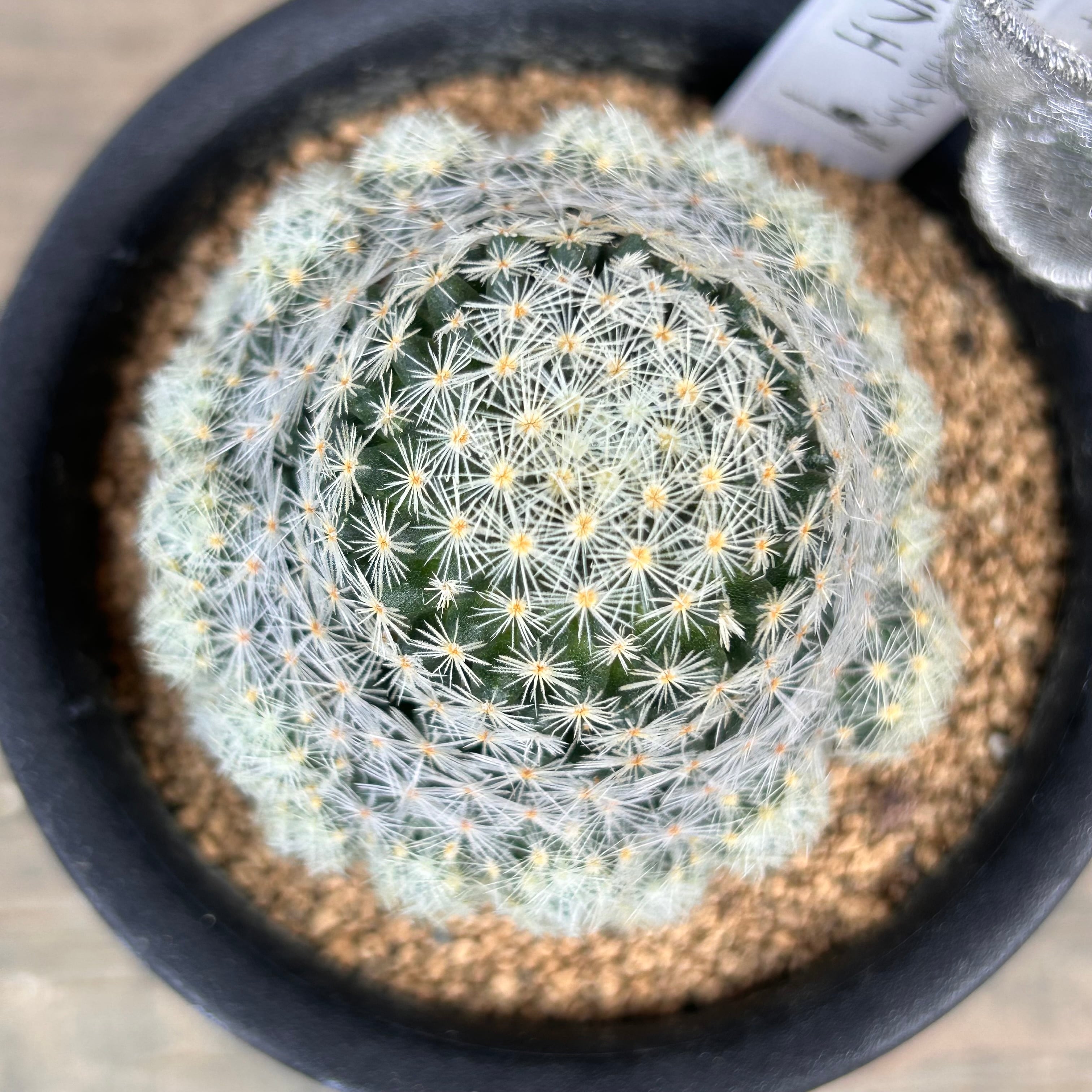 【美品】SABBATICAL GILA /ギリア 園芸ネット本店｜マミラリア：スキディアナギセラエ 3号鉢植え の通販