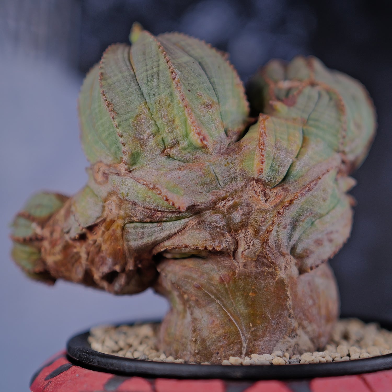 オス株【超厳選株】異型 大株 最大幅約12cm トリプルヘッド 綴化