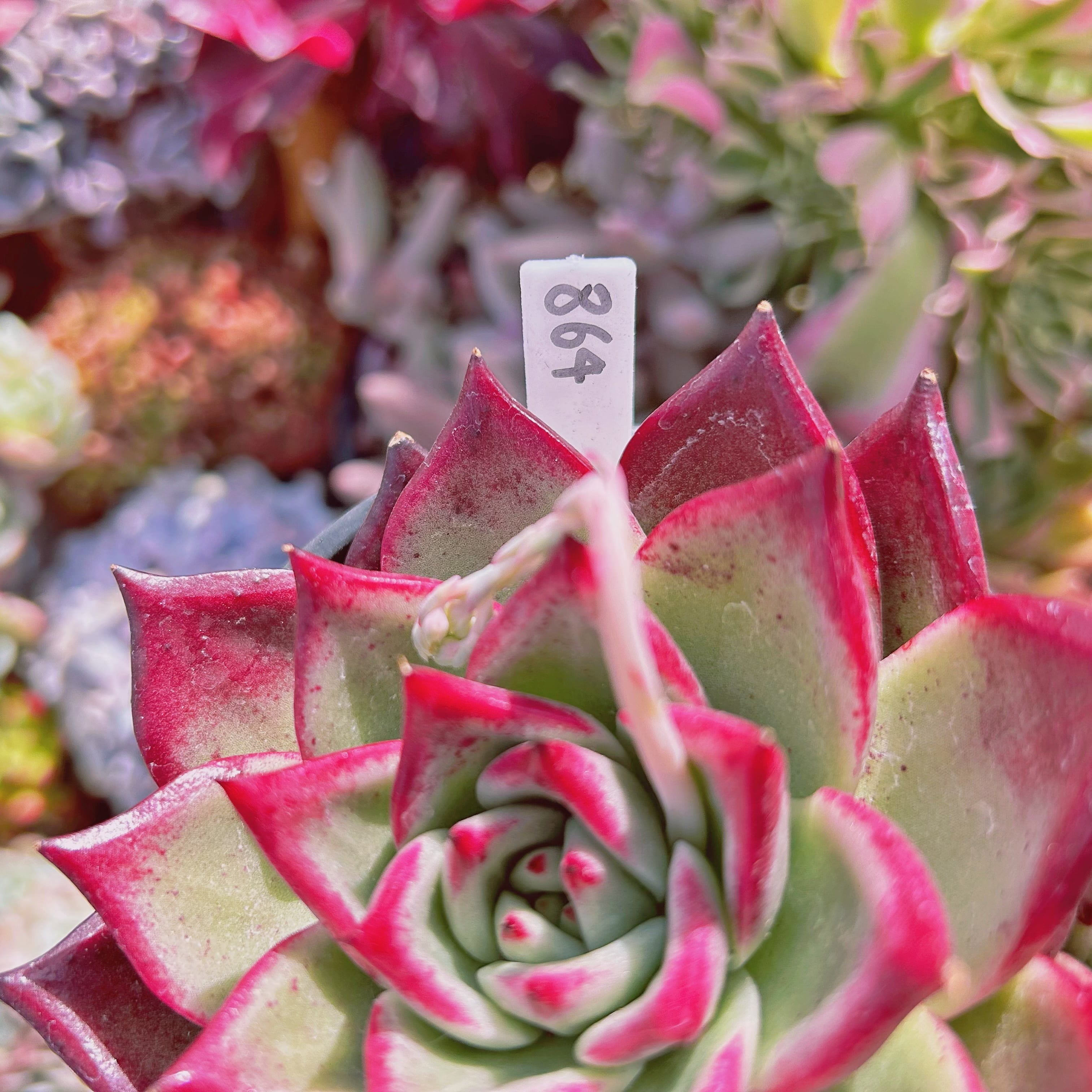 864現物 多肉植物 ルビンxコロラータ 特特大 | るる農園~多肉植物専門