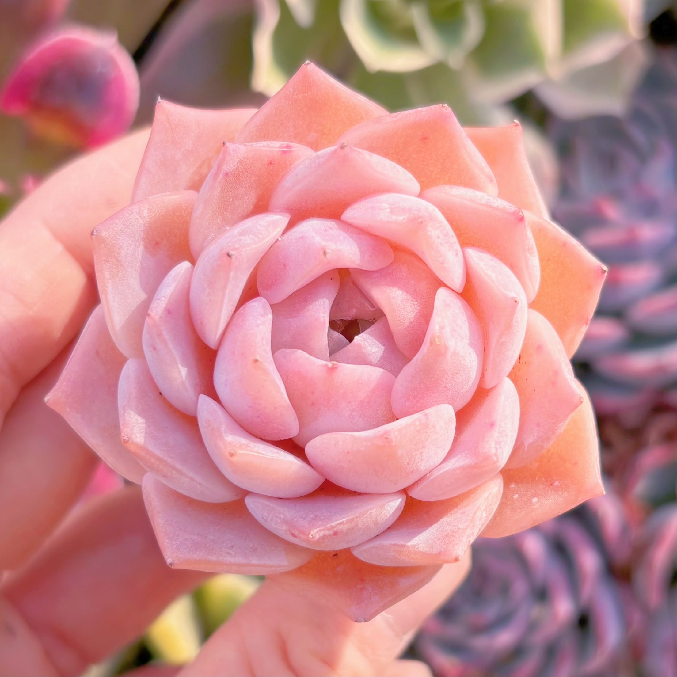 多肉植物　ピンクサクラ　新入荷　るる農園