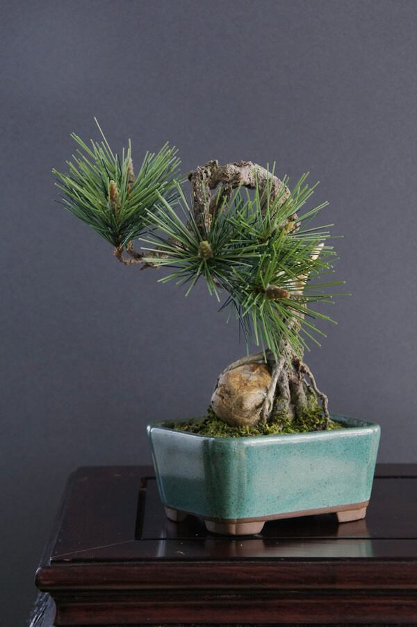 盆栽 松 Pinetree Bonsai #30 | Oh! BONSAI