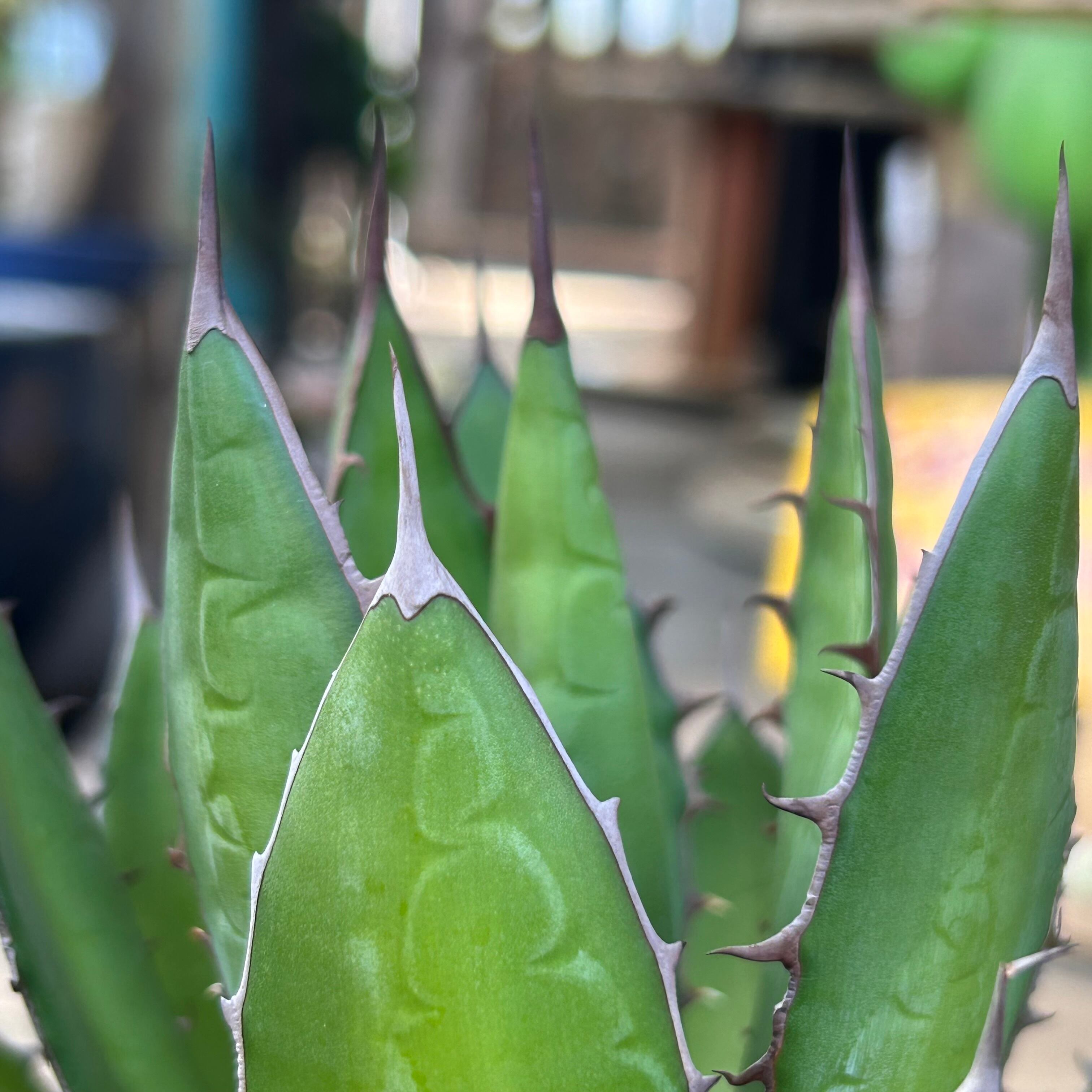 T)アガベ ホリダ | RuPo 多肉植物専門店 T)アガベ ホリダ | RuPo 多肉植物専門店