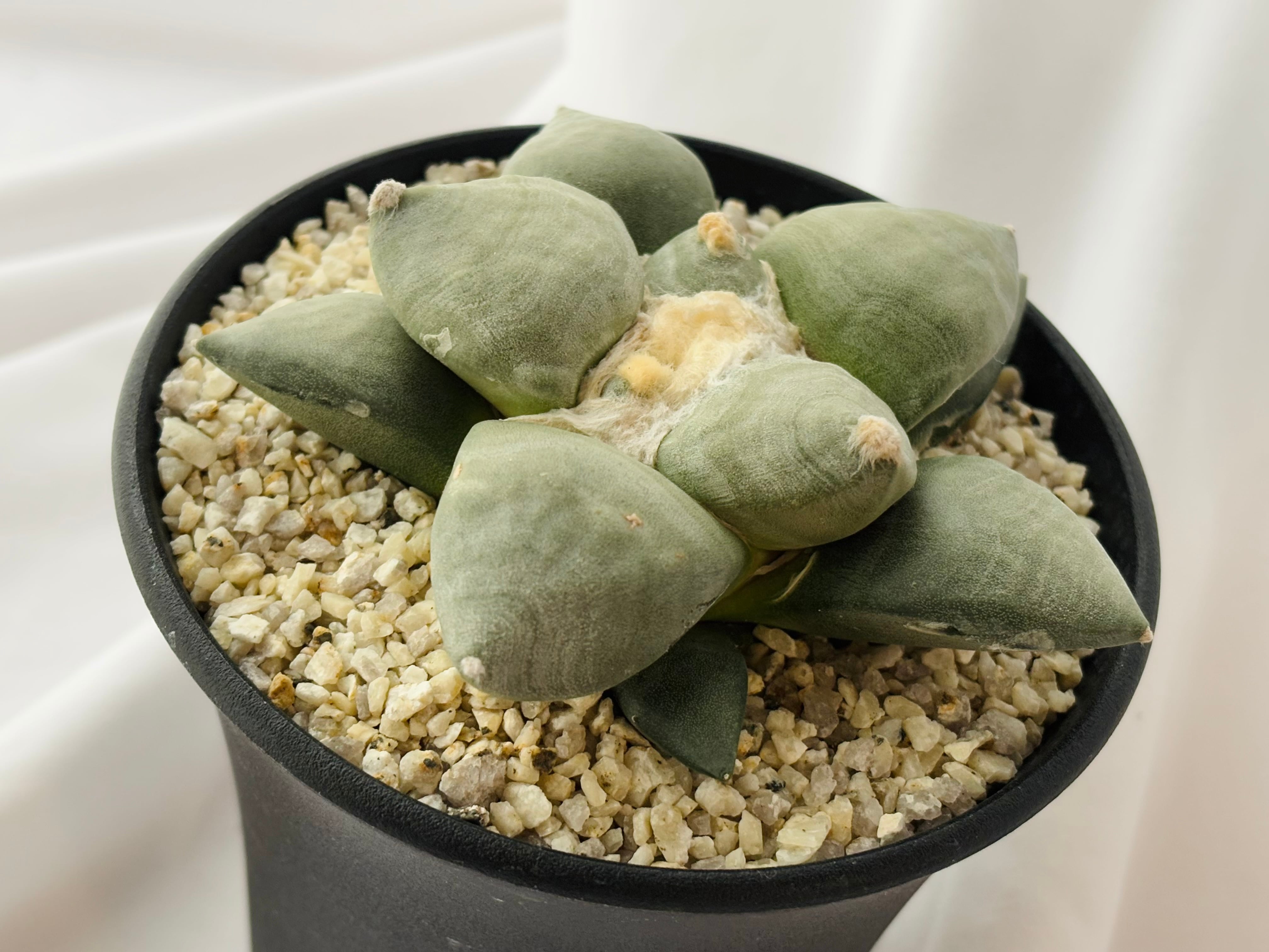 Ariocarpus furfuraceus f. アリオカルプス 大疣青磁牡丹 サボテン
