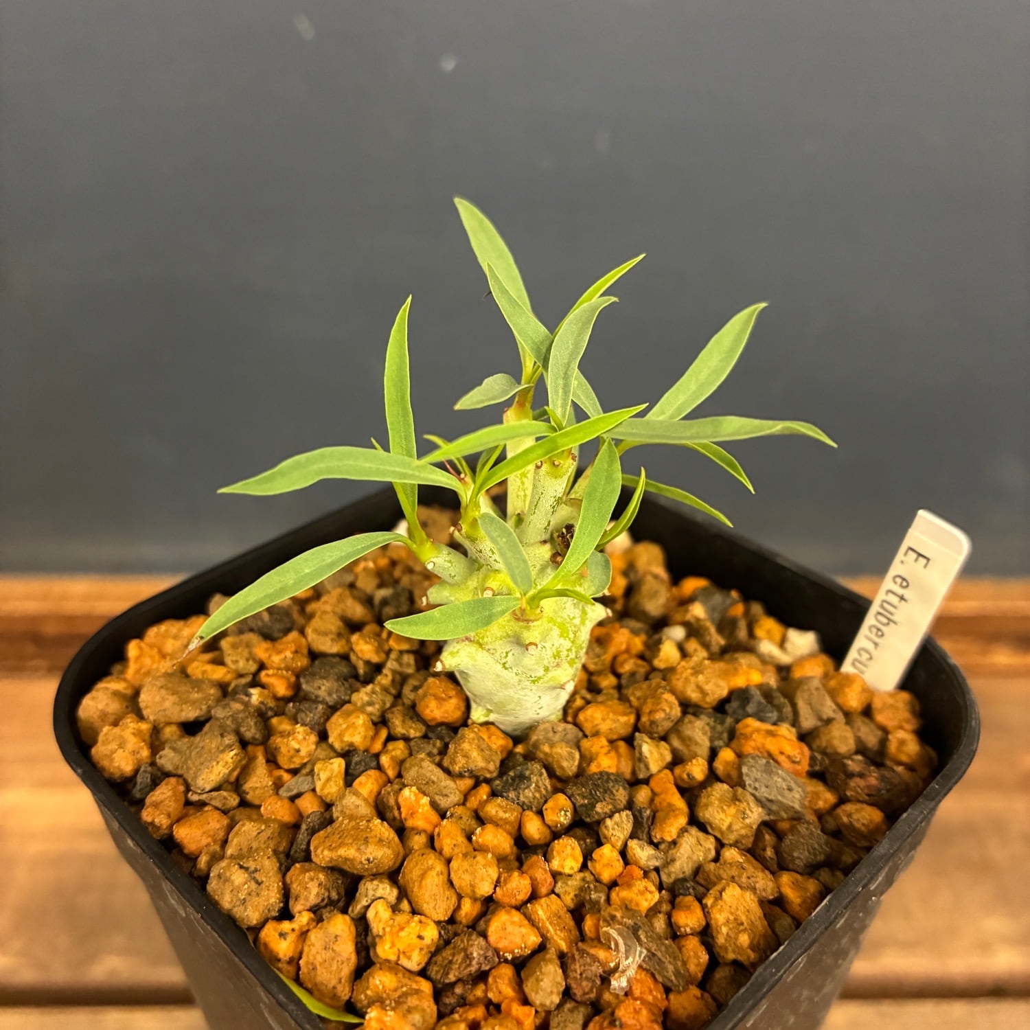 多肉植物 | PROTOLEAF プロトリーフ