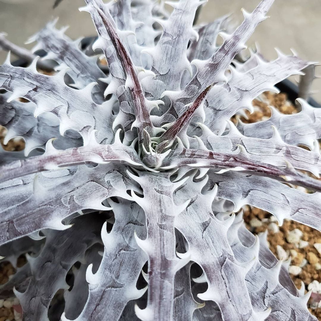 F00485_Dyckia goehringii (Original Clone)分頭株：ディッキア