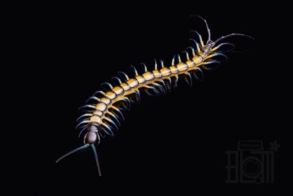 ベトナムトルマリンレッグ CH幼体 1匹 ムカデ | Bug Bug bugs 【奇蟲 ベトナムトルマリンレッグ CH幼体 1匹 ムカデ | Bug Bug bugs 【奇蟲