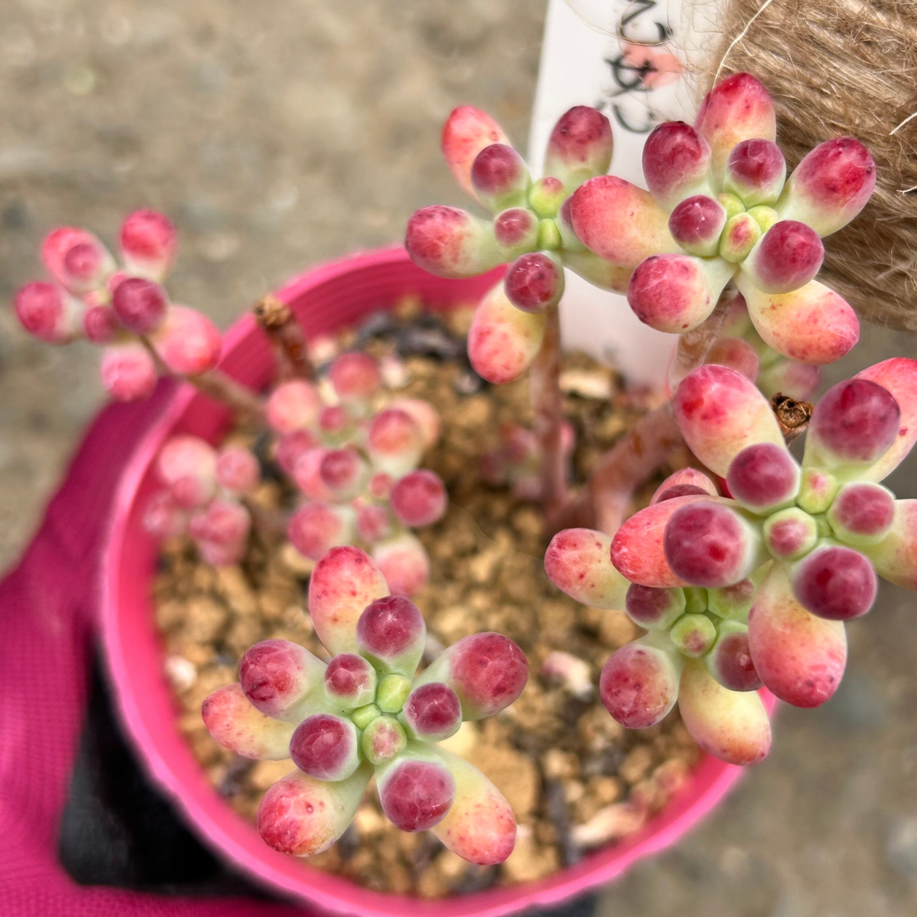 紅葉多肉(3点セット) | RuPo 多肉植物専門店