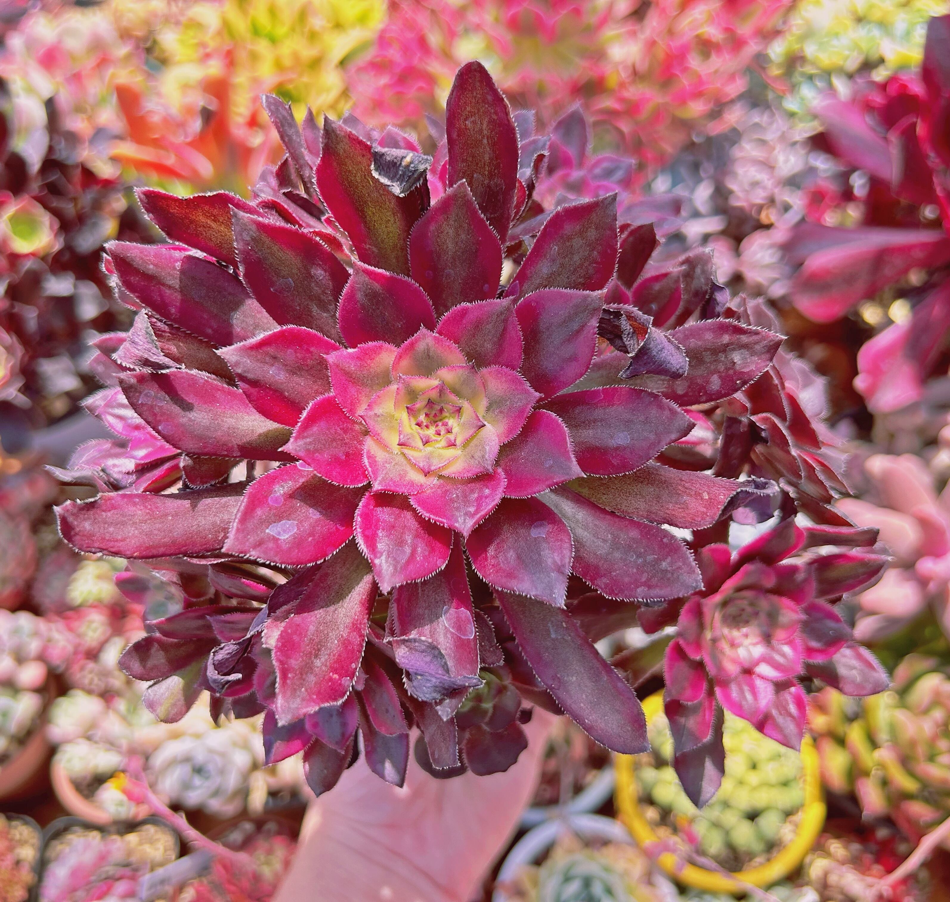 多肉植物　マリド錦(Aeonium)　8頭以上　特大