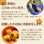【2025年産】【11月発送】西条柿 3L 24玉（5ｋｇ）たしなみ