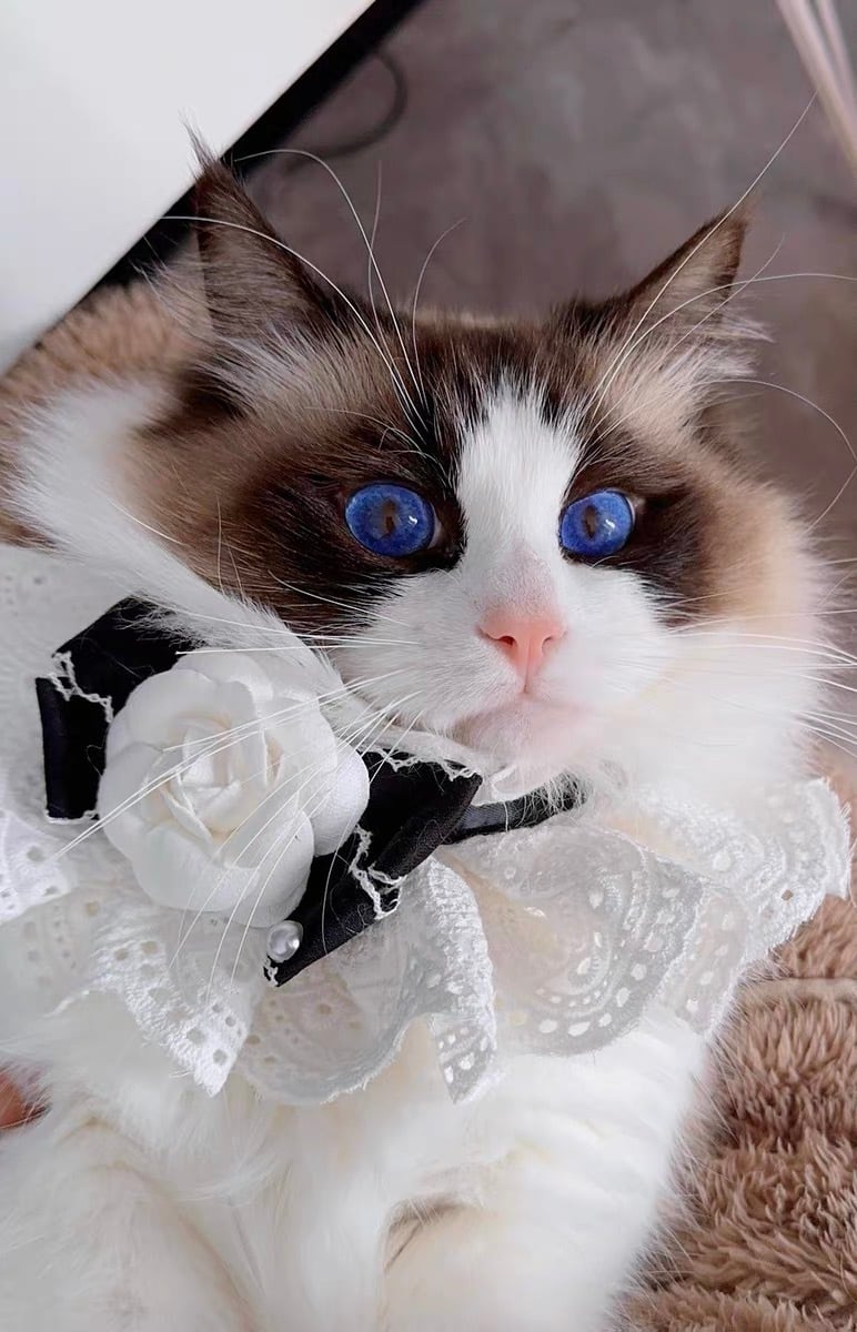 レースRoseブラックリボン 猫 エプロン 付け襟 すたい 猫グッズ