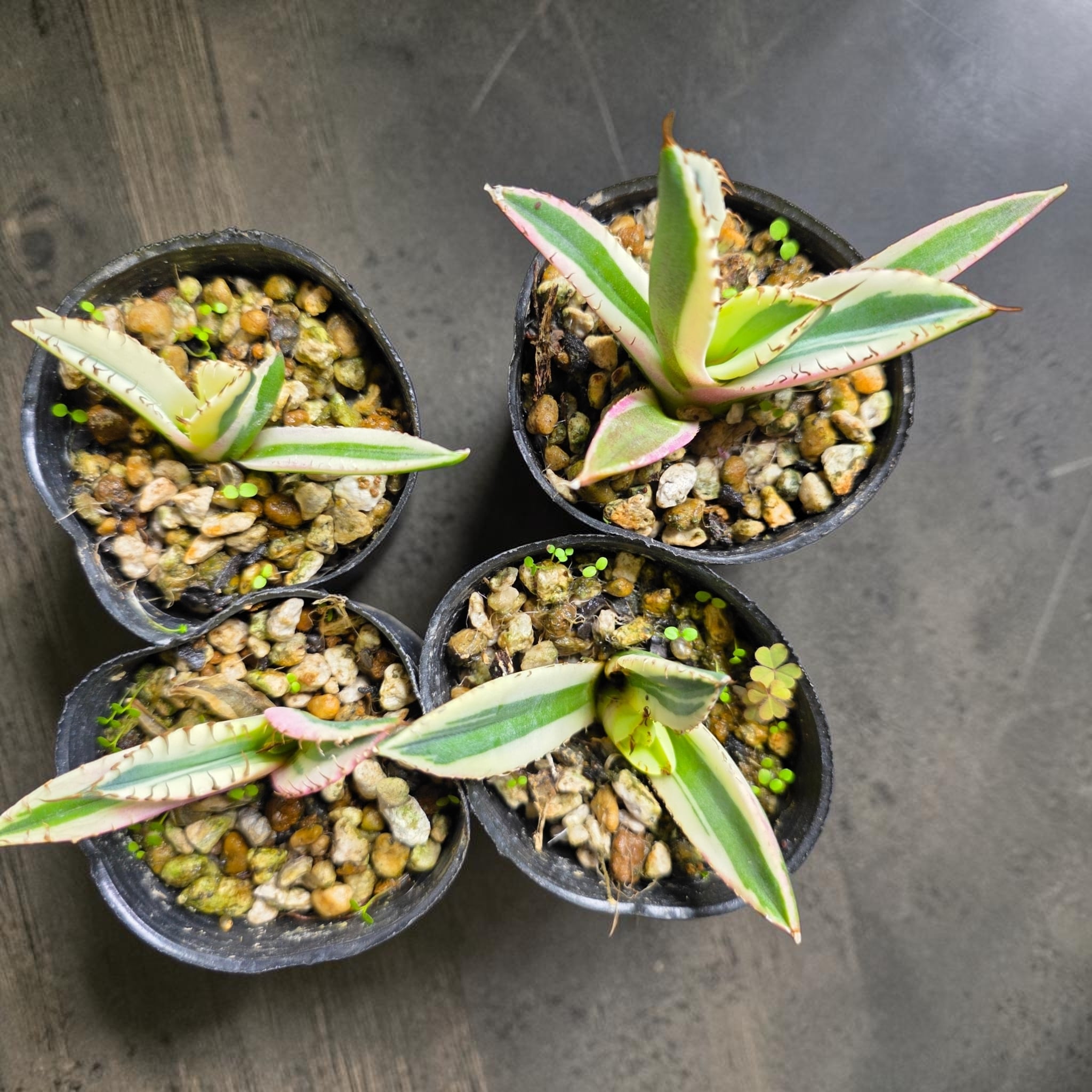 アガベ チタノタ 'スナグルトゥース'（Agave titanota 'Snaggle Tooth