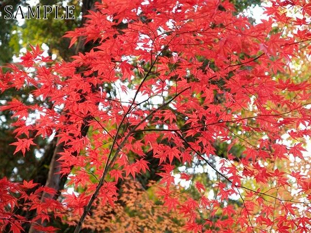 光明寺の紅葉　JPEG