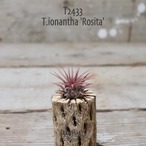 【送料無料】ionantha 'Rosita'〔エアプランツ〕現品発送T2433