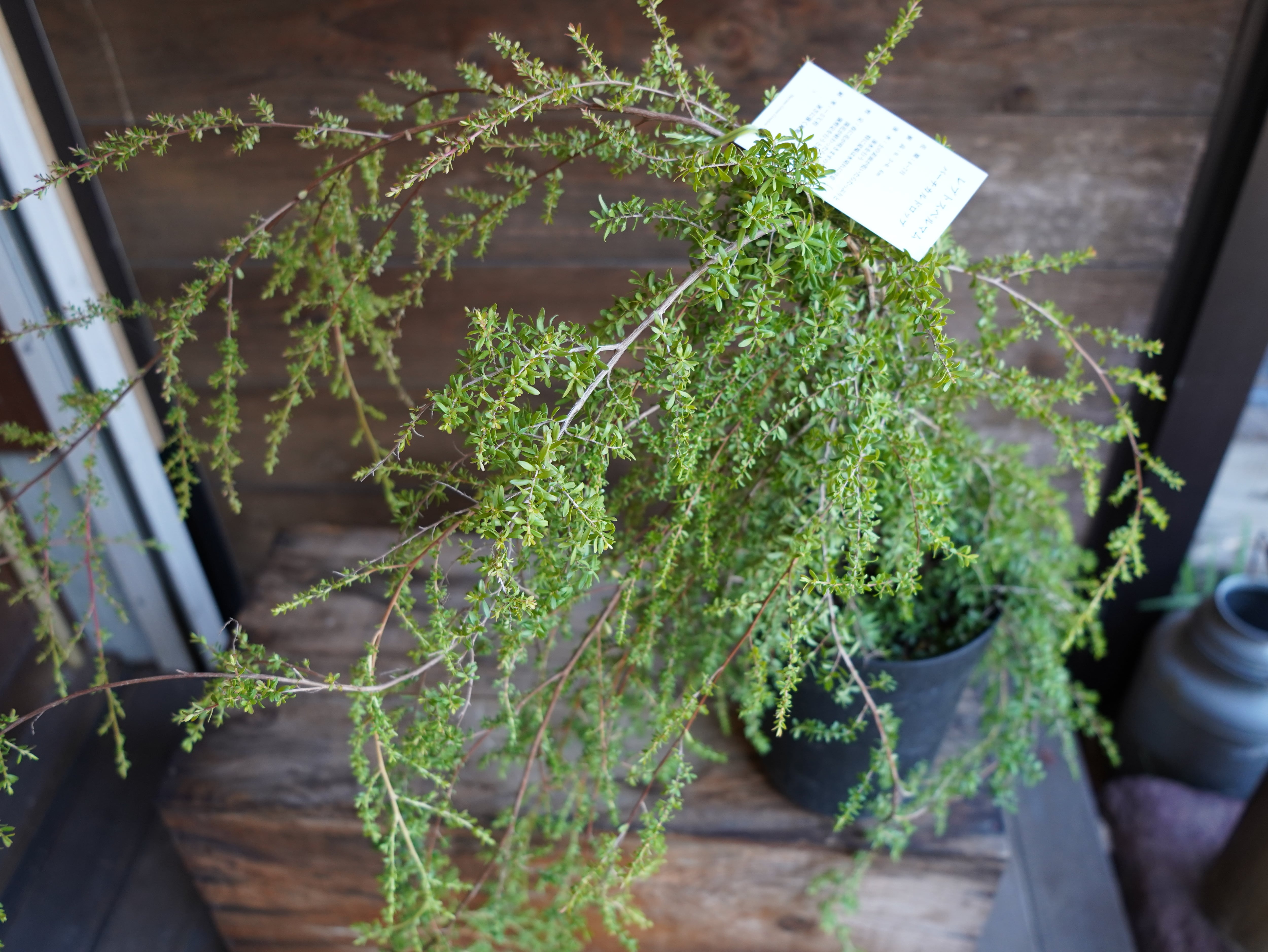 【現物】レプトスペルマム ”バーチカルドロップ” A