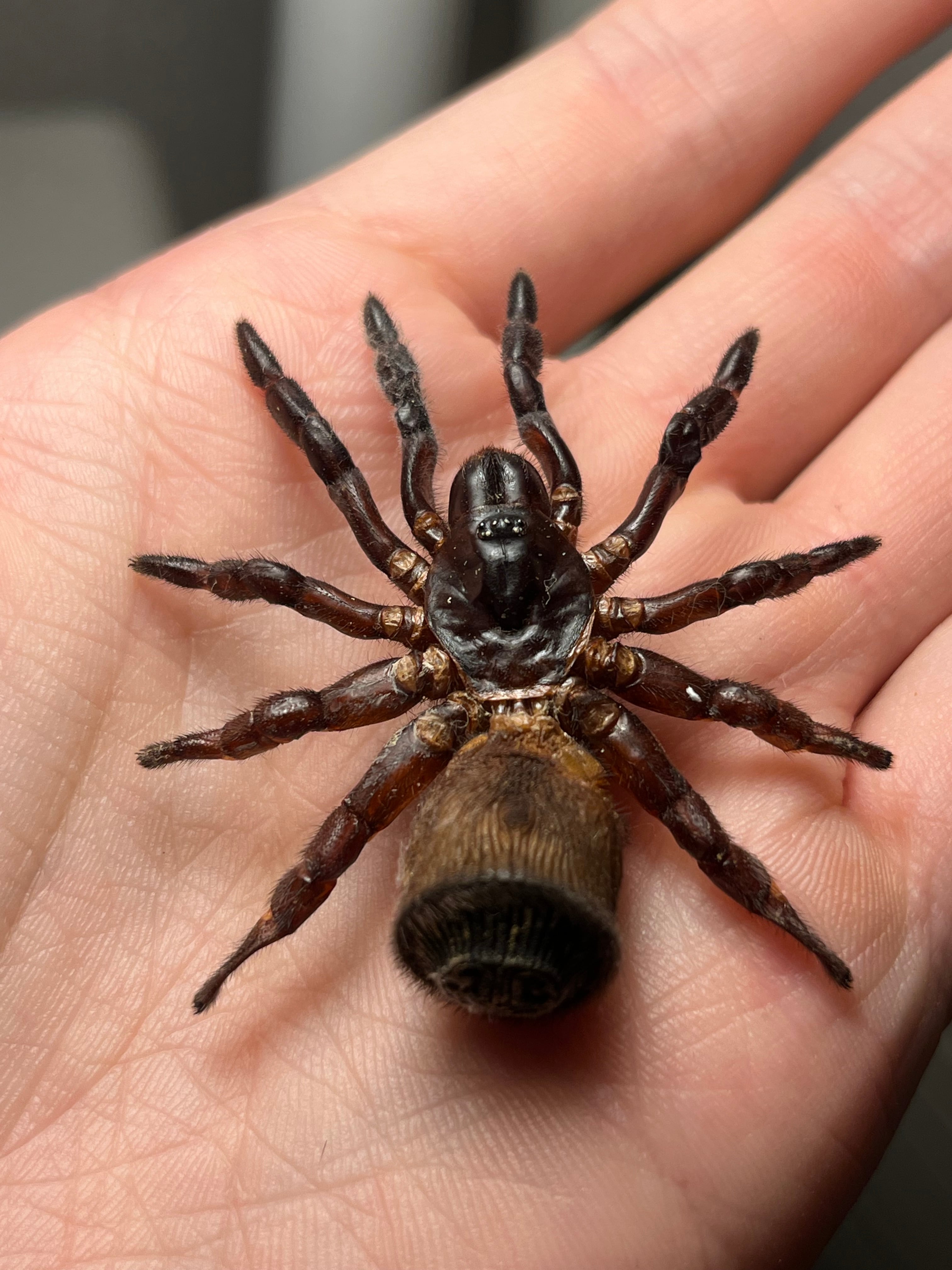 トゥルースパイダー | オモニキチュウ