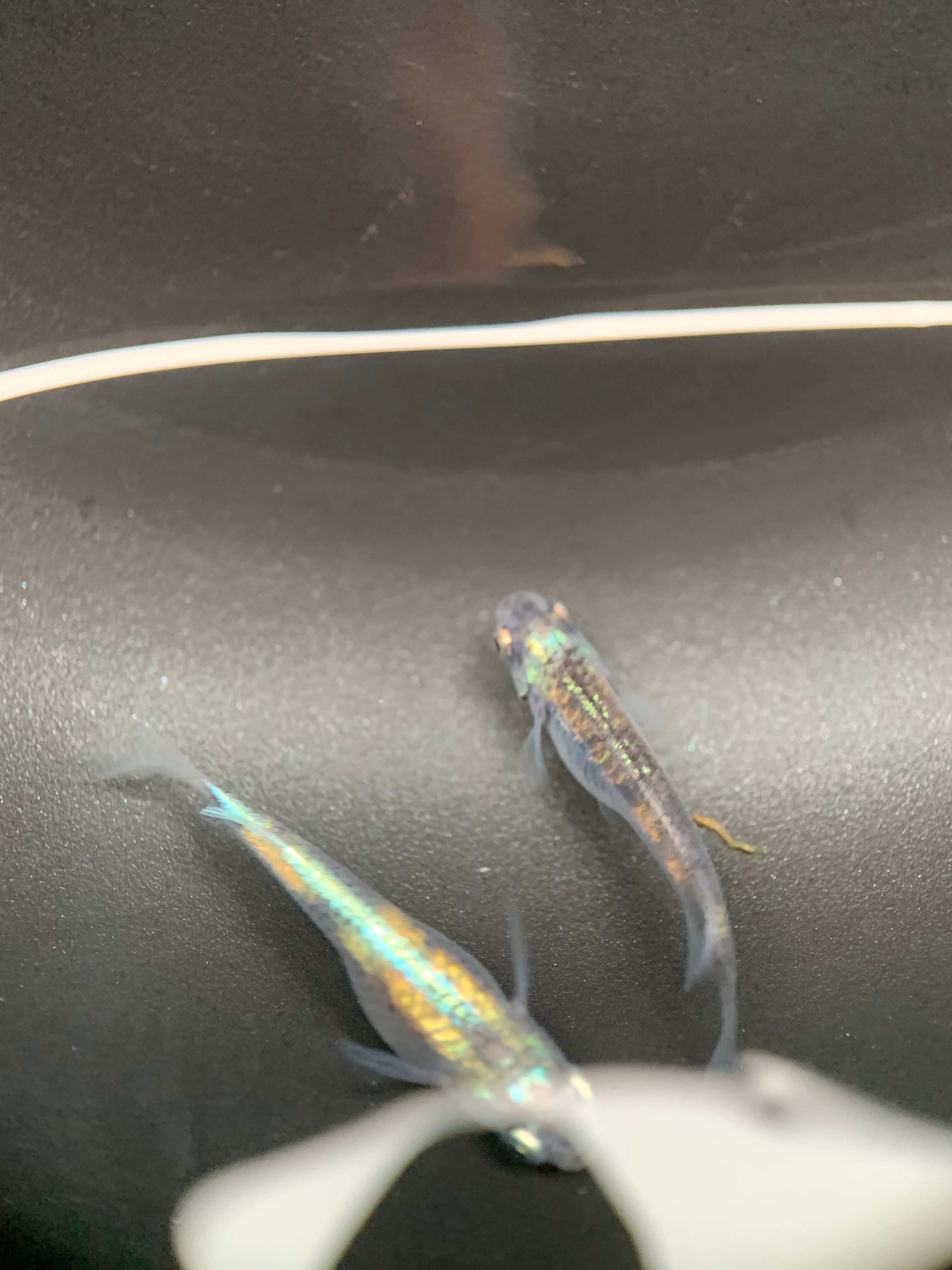 富士宮めだか WI-03 めだか 成魚 産卵中1ペア