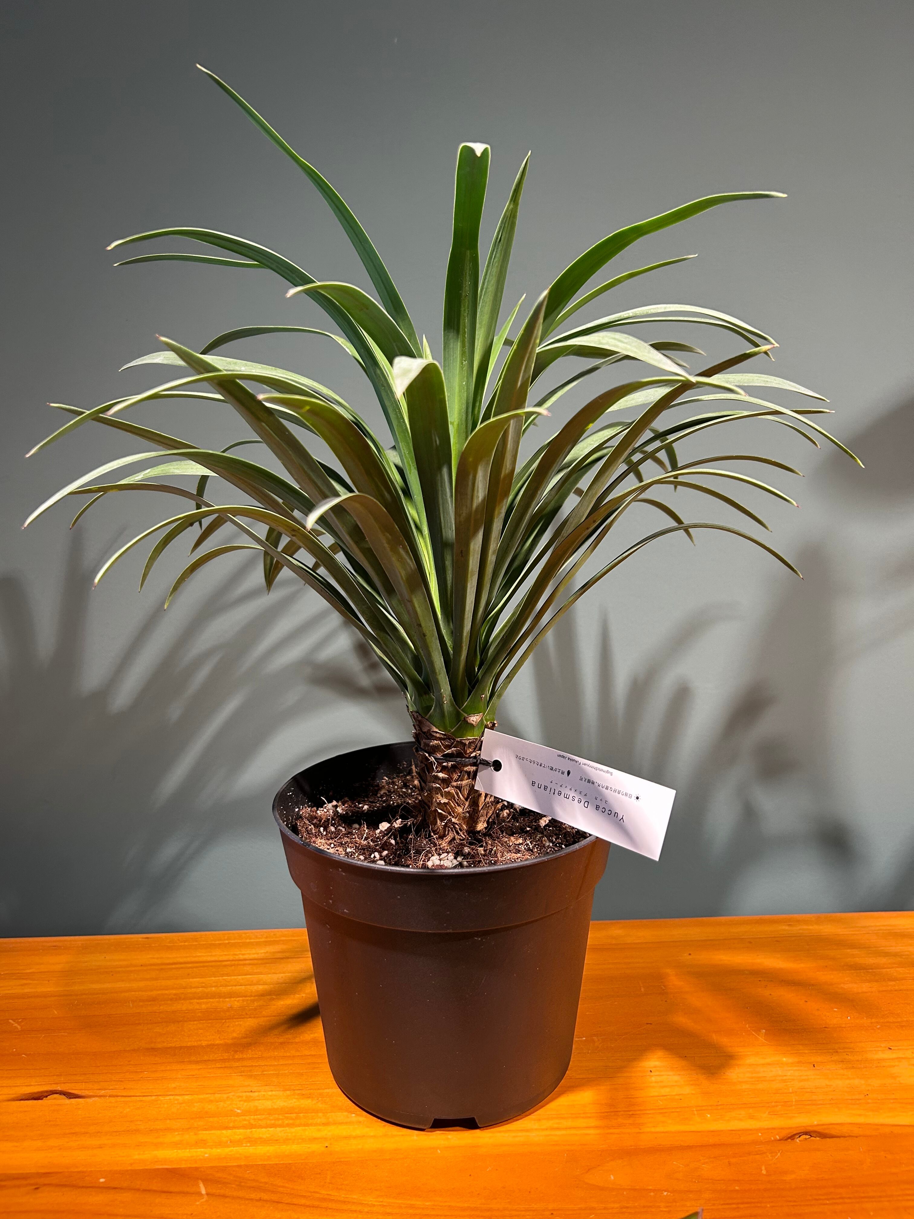 ユッカ デスメティアーナ5号 | 植物との暮らし apricot