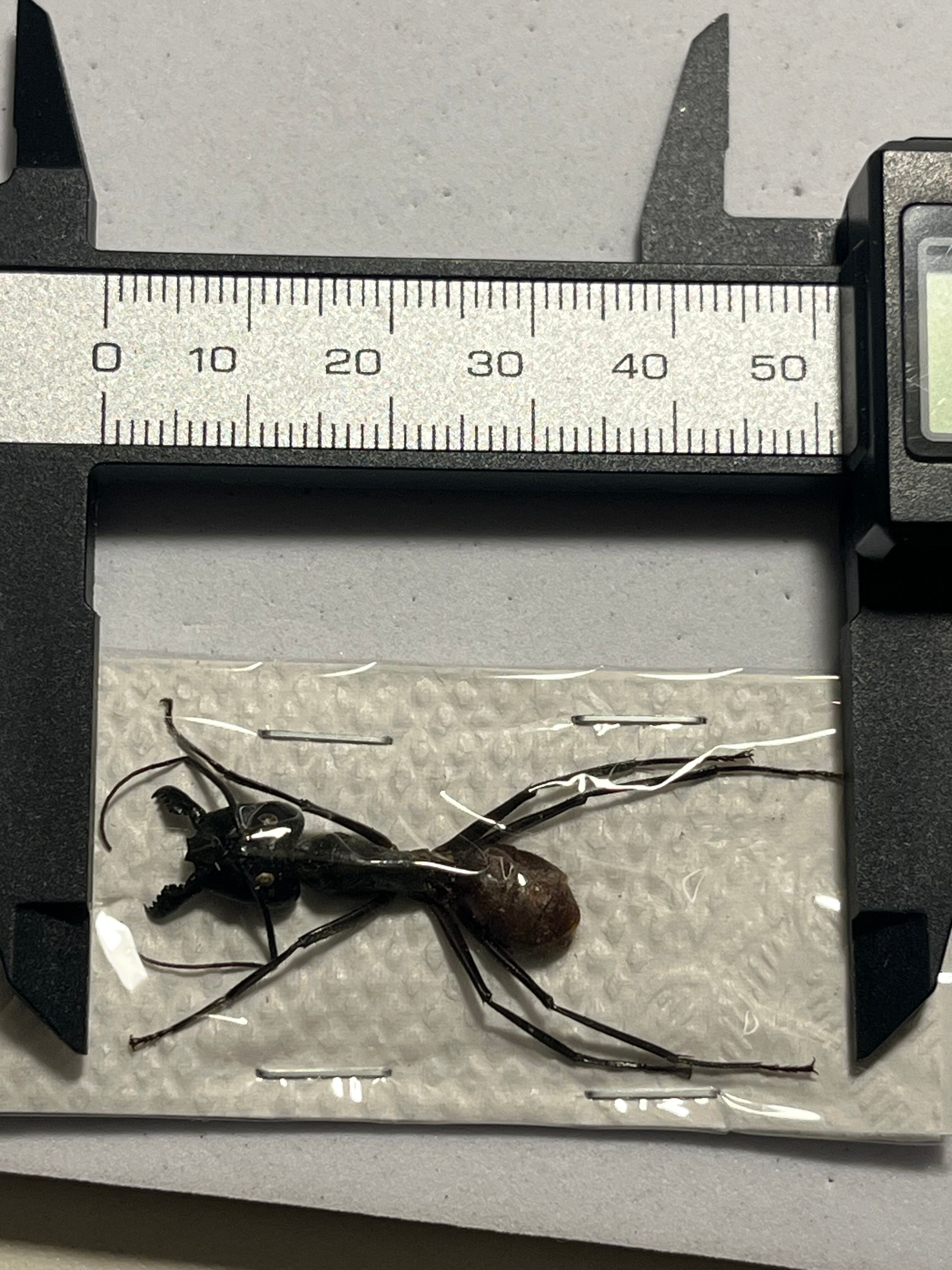 蟻最大級】ギガスオオアリ 標本 Camponotus gigas レッドローチ