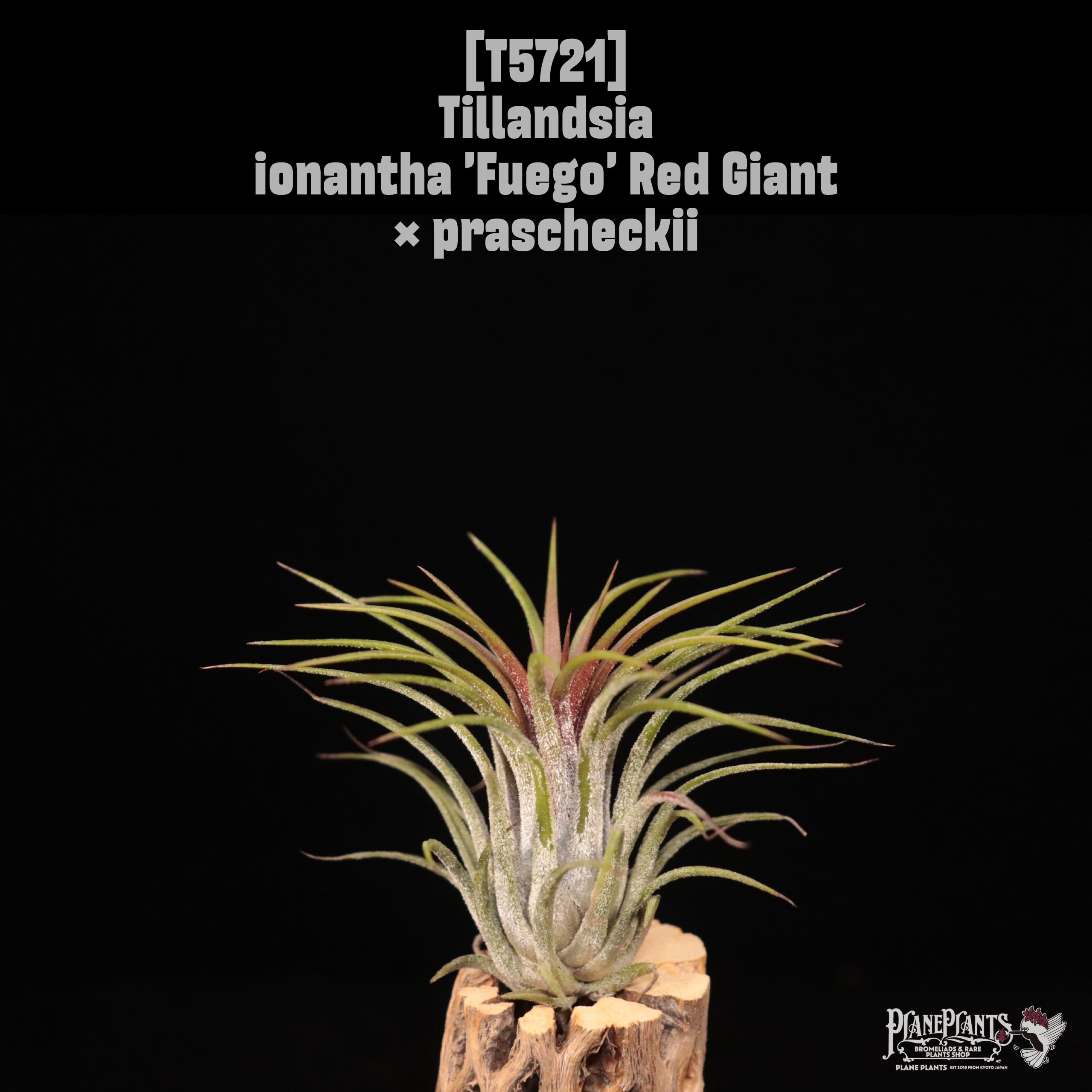 【送料無料】ionantha 'Fuego' Red Giant × prascheckii〔エアプランツ〕現品発送T5721