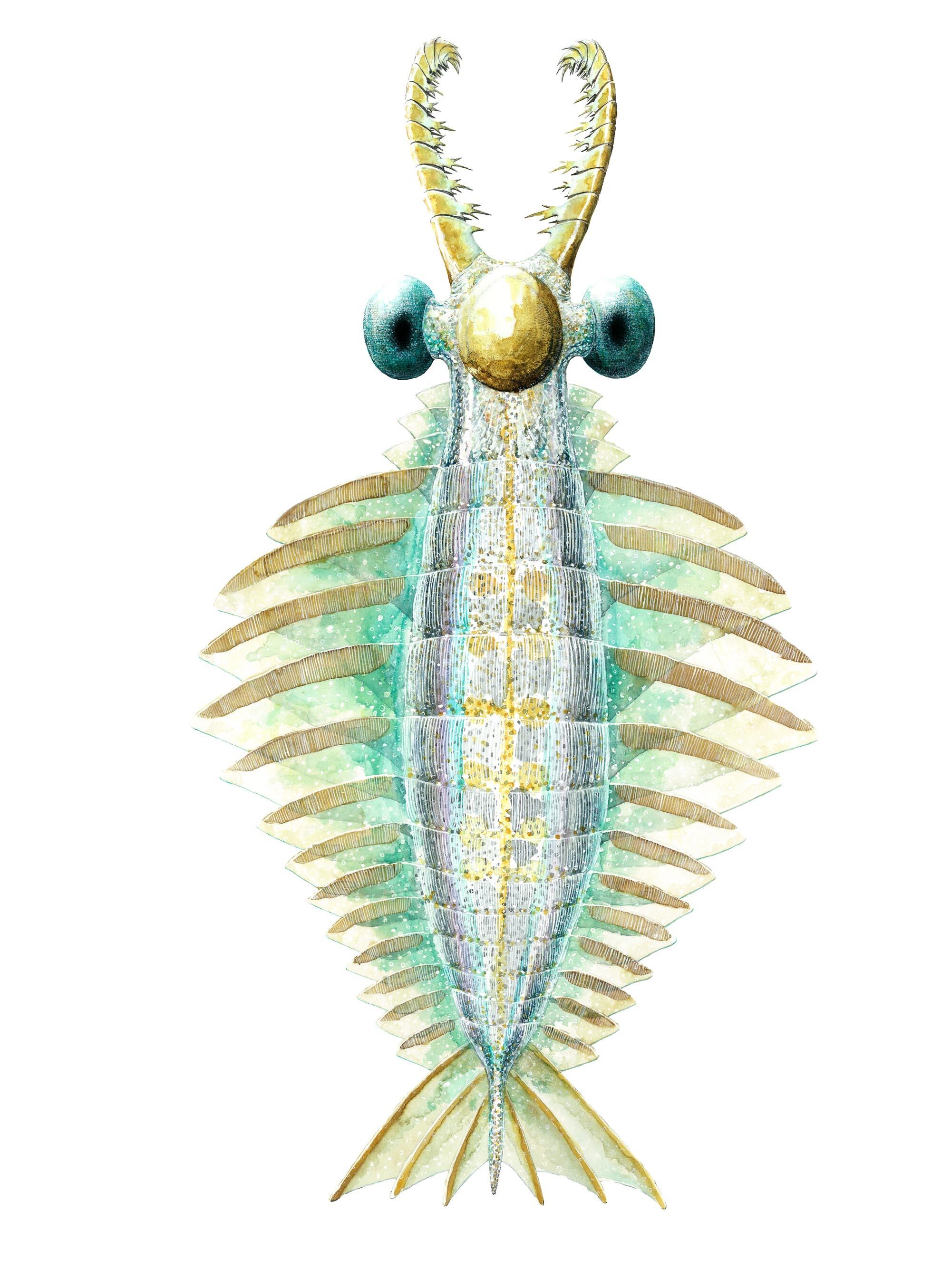 額装原画 アノマロカリス カナデンシス Kawashun かわさきしゅんいち公式ショップ