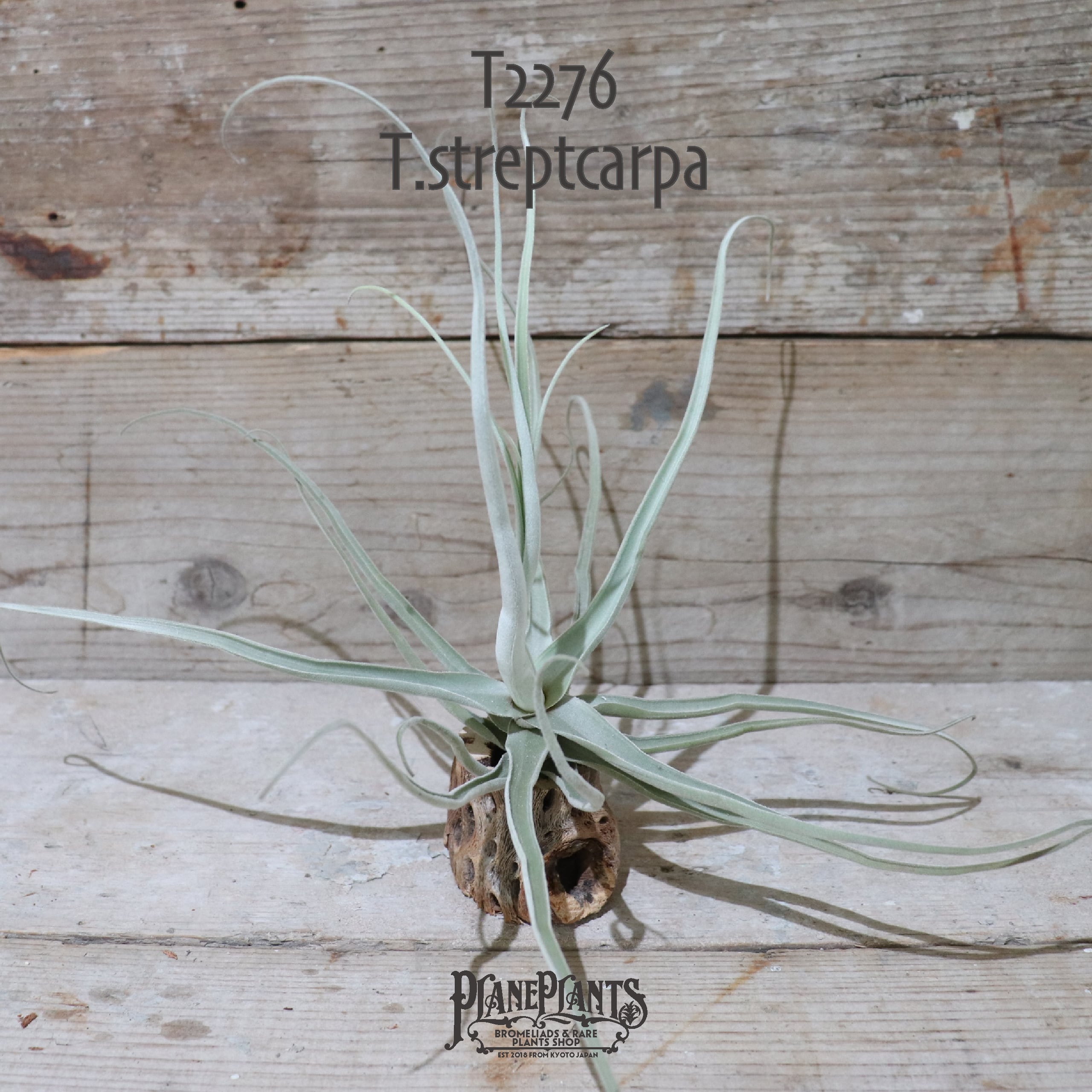 【送料無料】ストレプトカルパ〔エアプランツ〕現品発送T2276