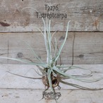 【送料無料】ストレプトカルパ〔エアプランツ〕現品発送T2276