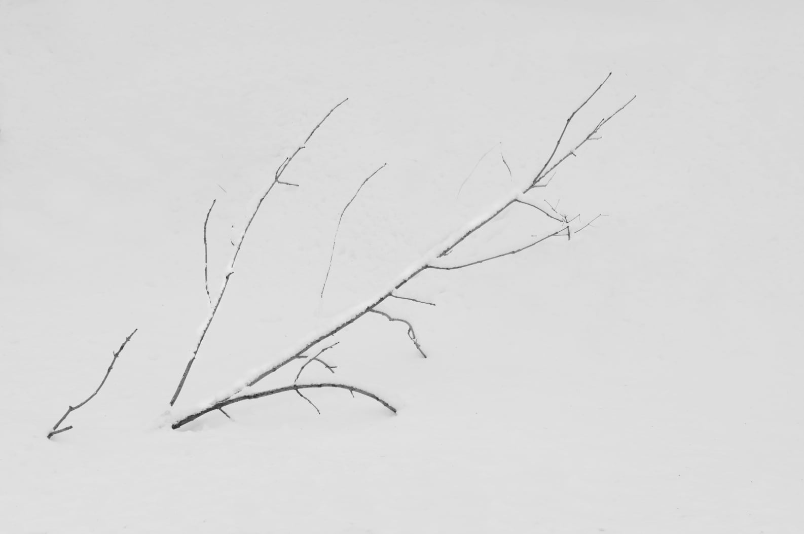 Tetsuya Morimoto Dry Tree #5(black wooden frame 61cm×91cm付き)
