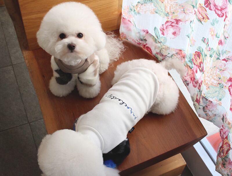 ミンクファー袖トレーナー S ~ XL 2color / 犬服 新作 ドッグウェア 小型犬 中型犬 犬 服 ジャケット ペット用品 ペット洋服